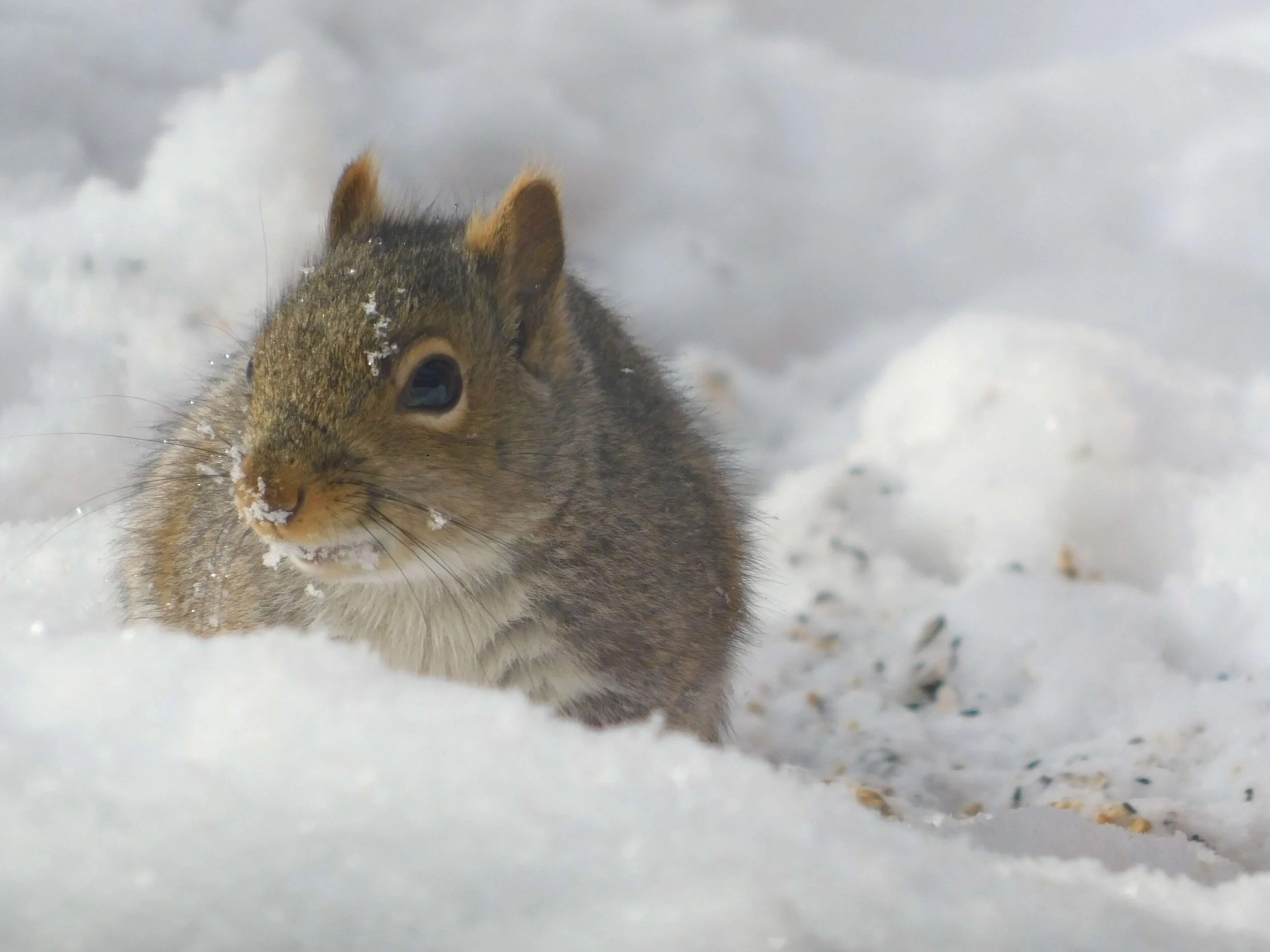 Squirrel1.jpg