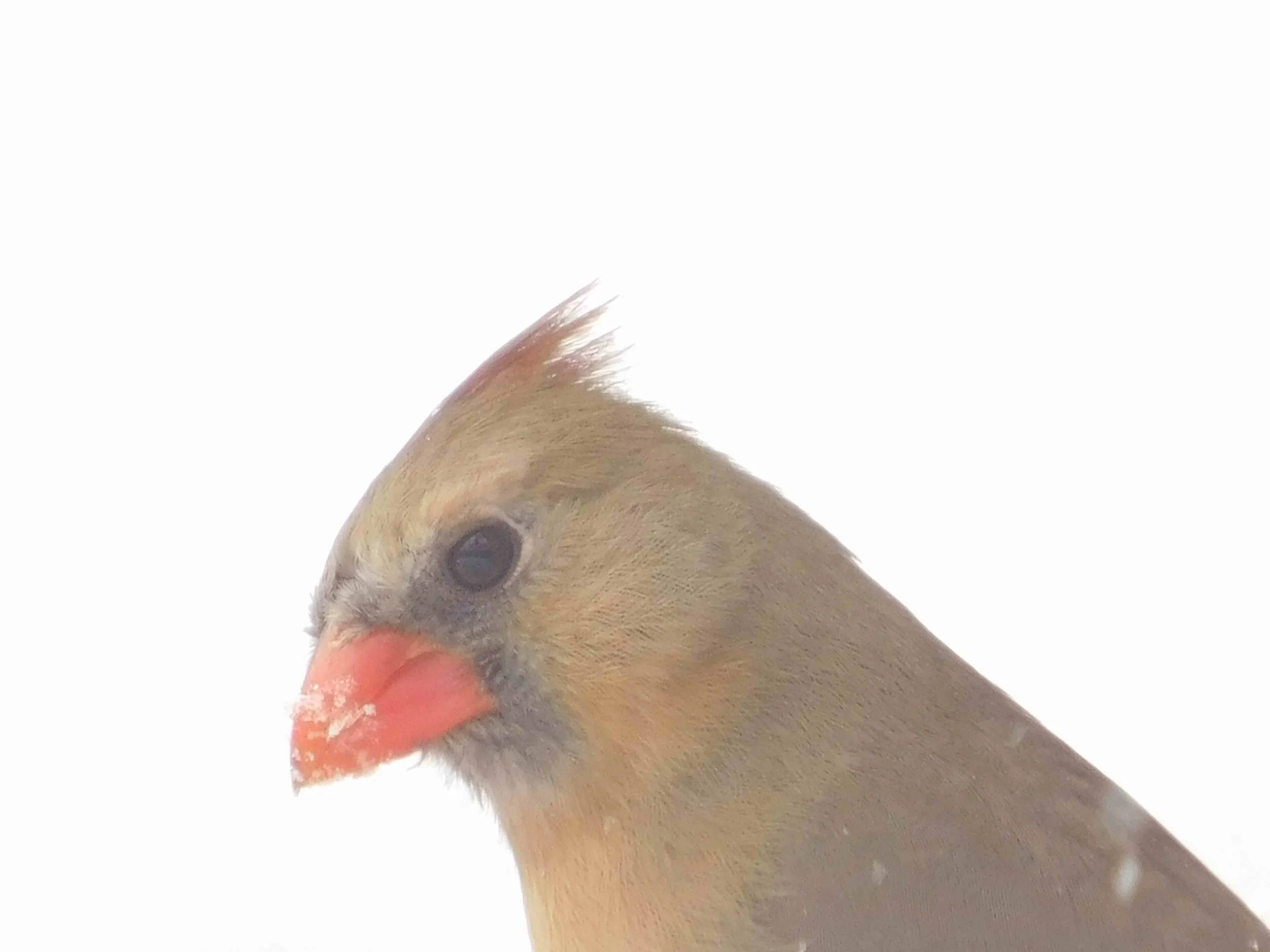 Cardinal7.jpg