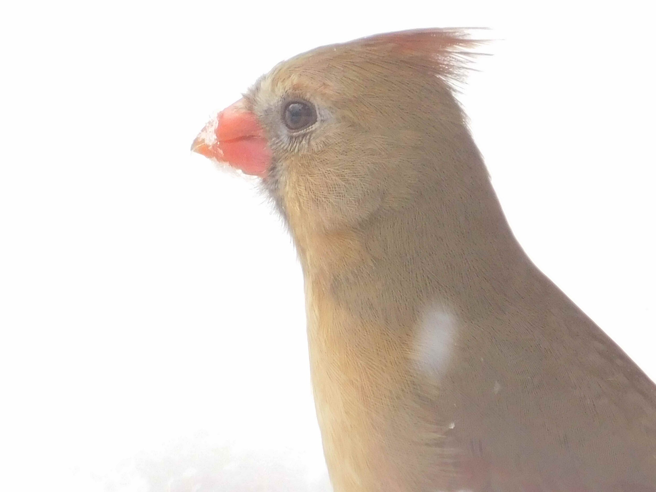 Cardinal6.jpg