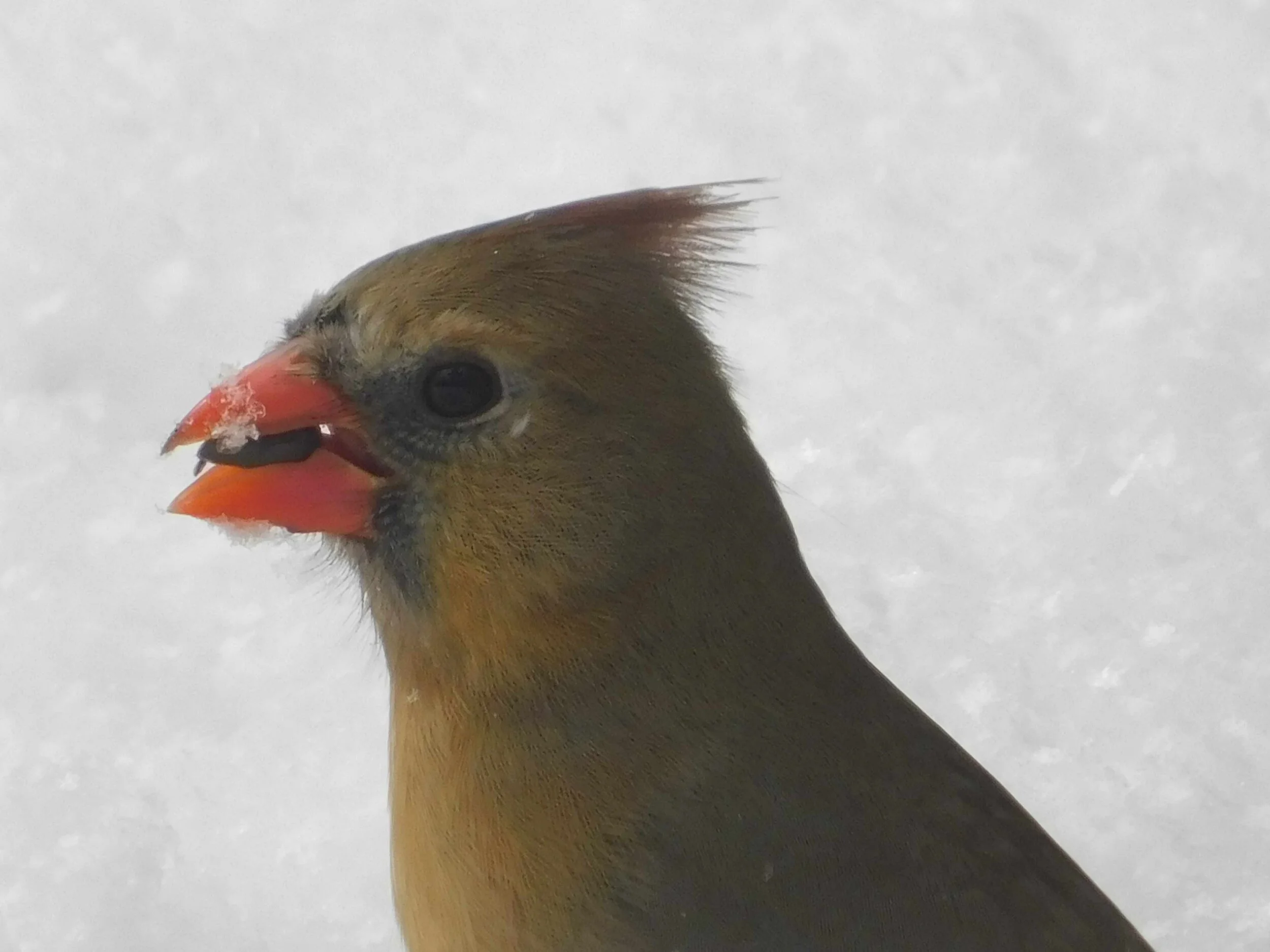 Cardinal4.jpg