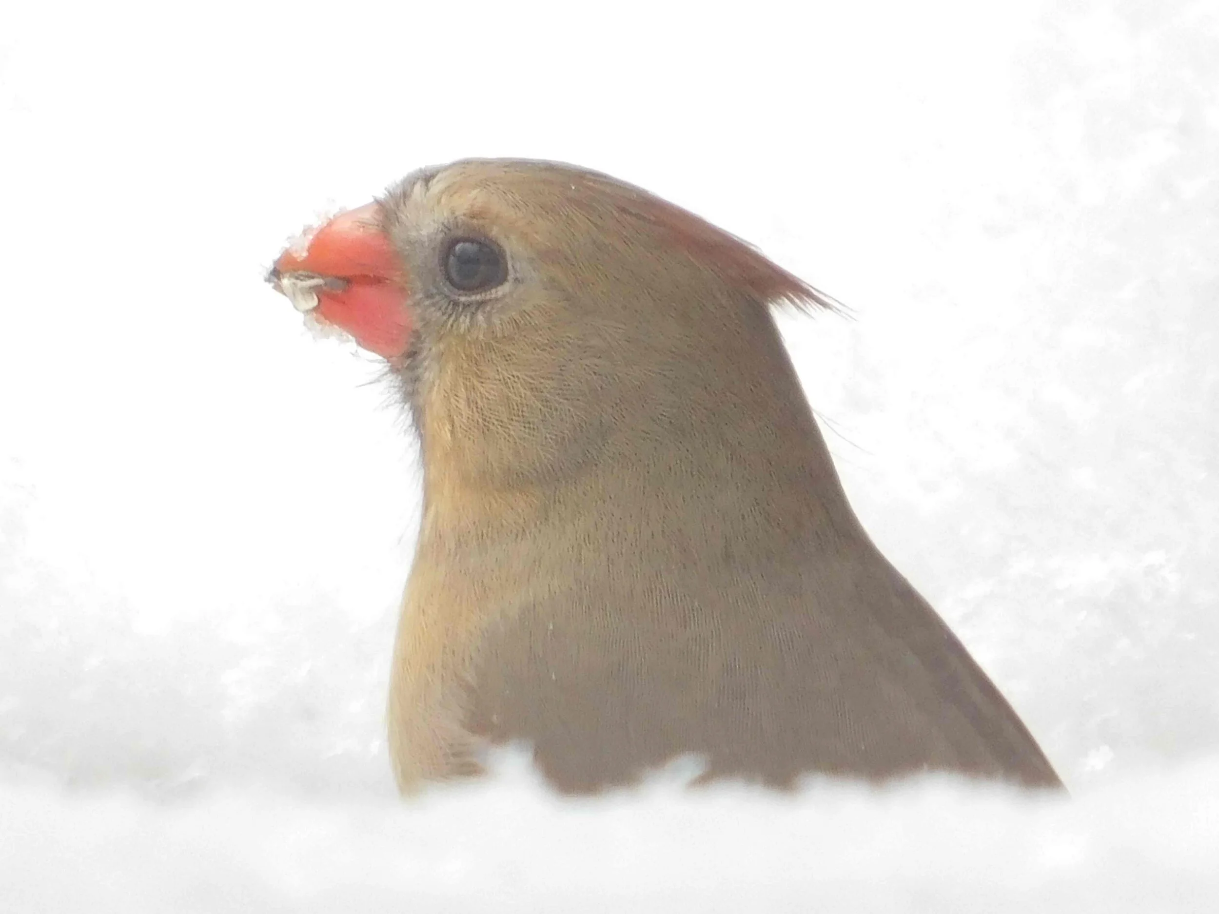 Cardinal2.jpg