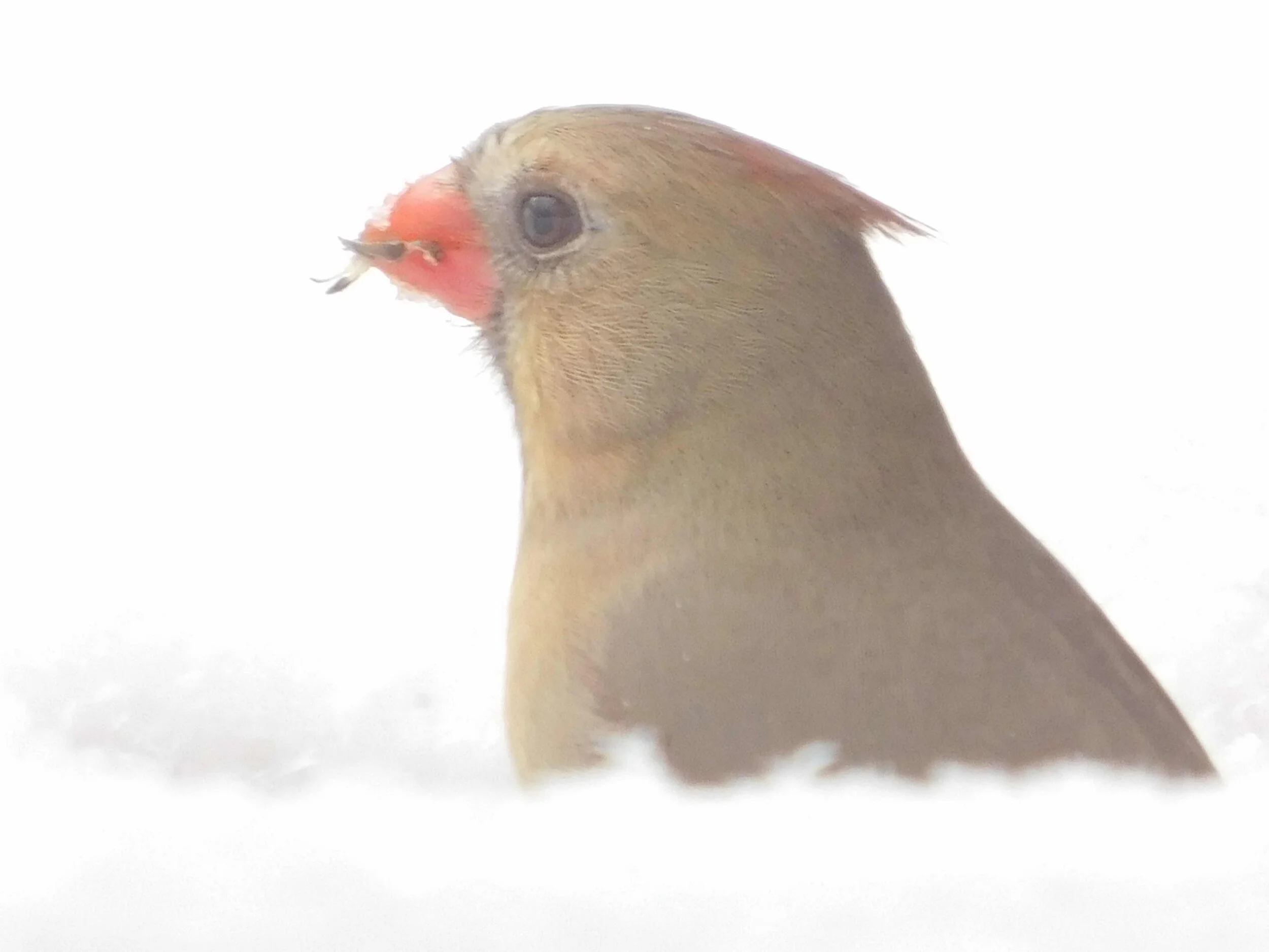 Cardinal-Snow-1.jpg
