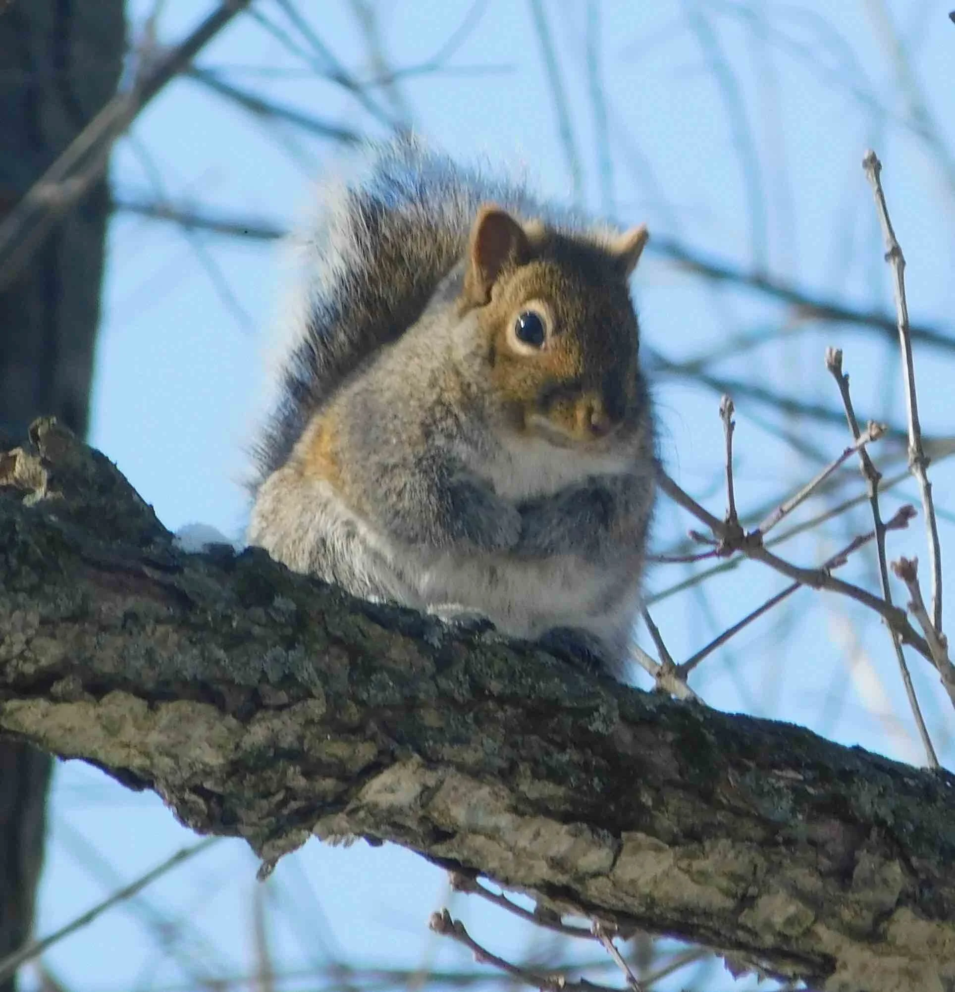 Squirrel-tree3.jpg