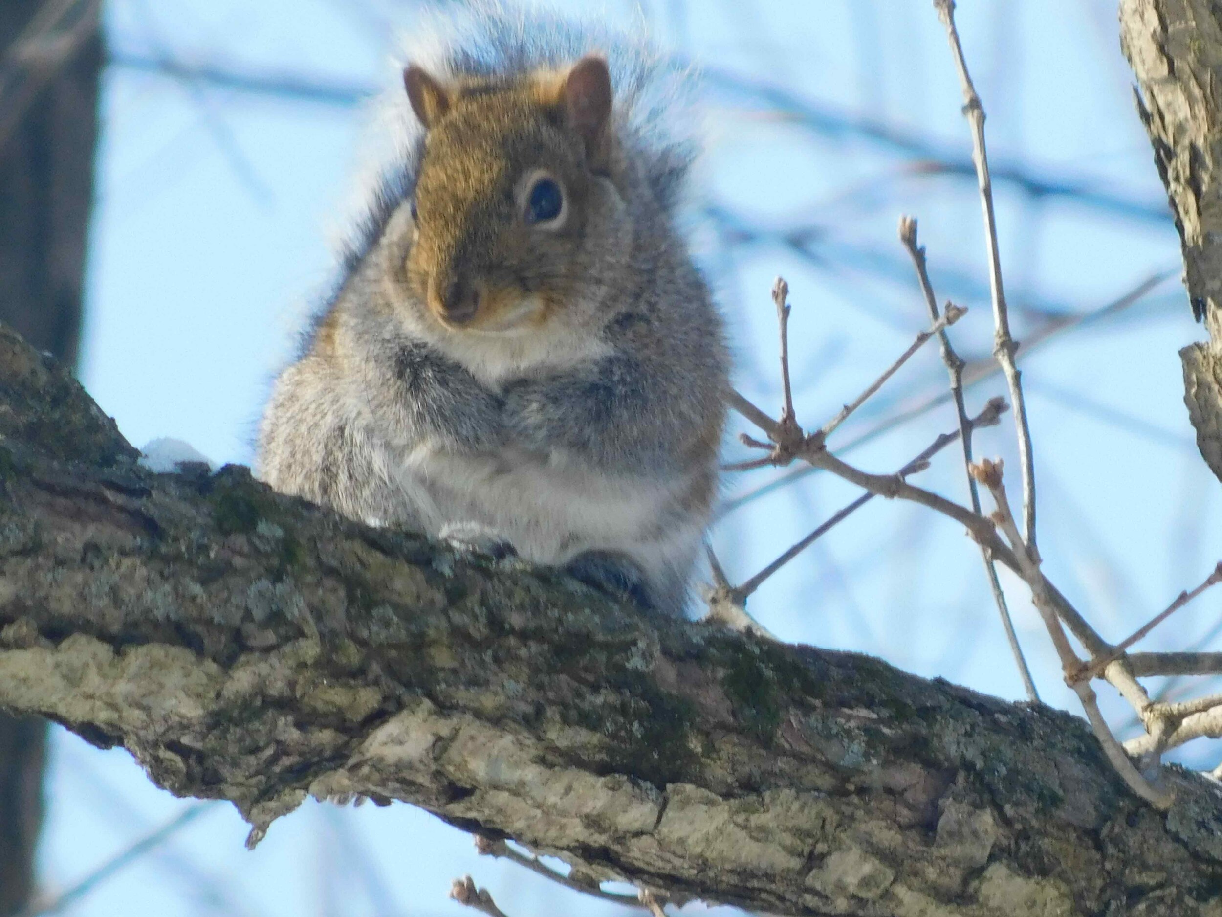 squirreltree5.jpg