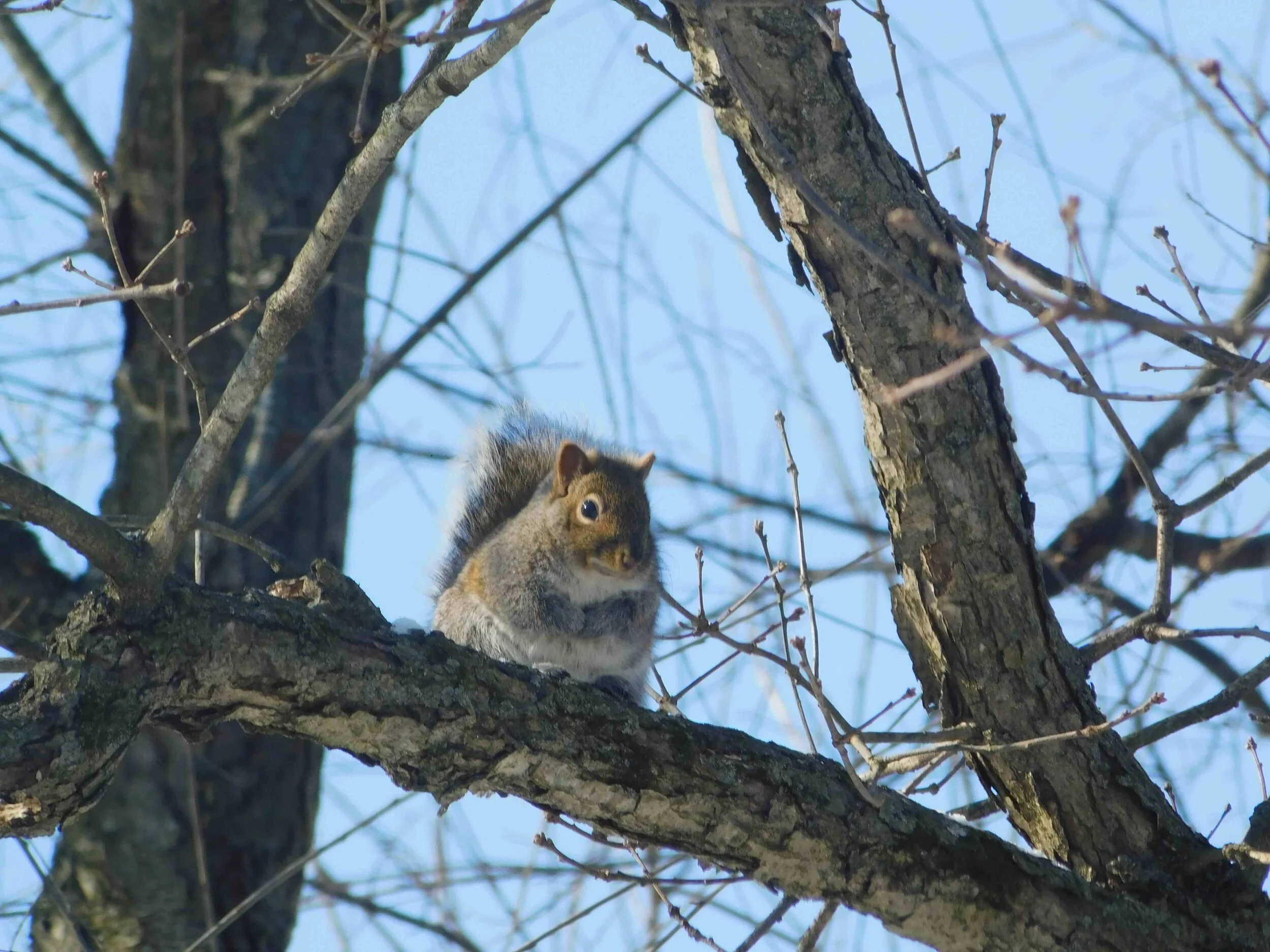 Squirrel-tree-2.jpg