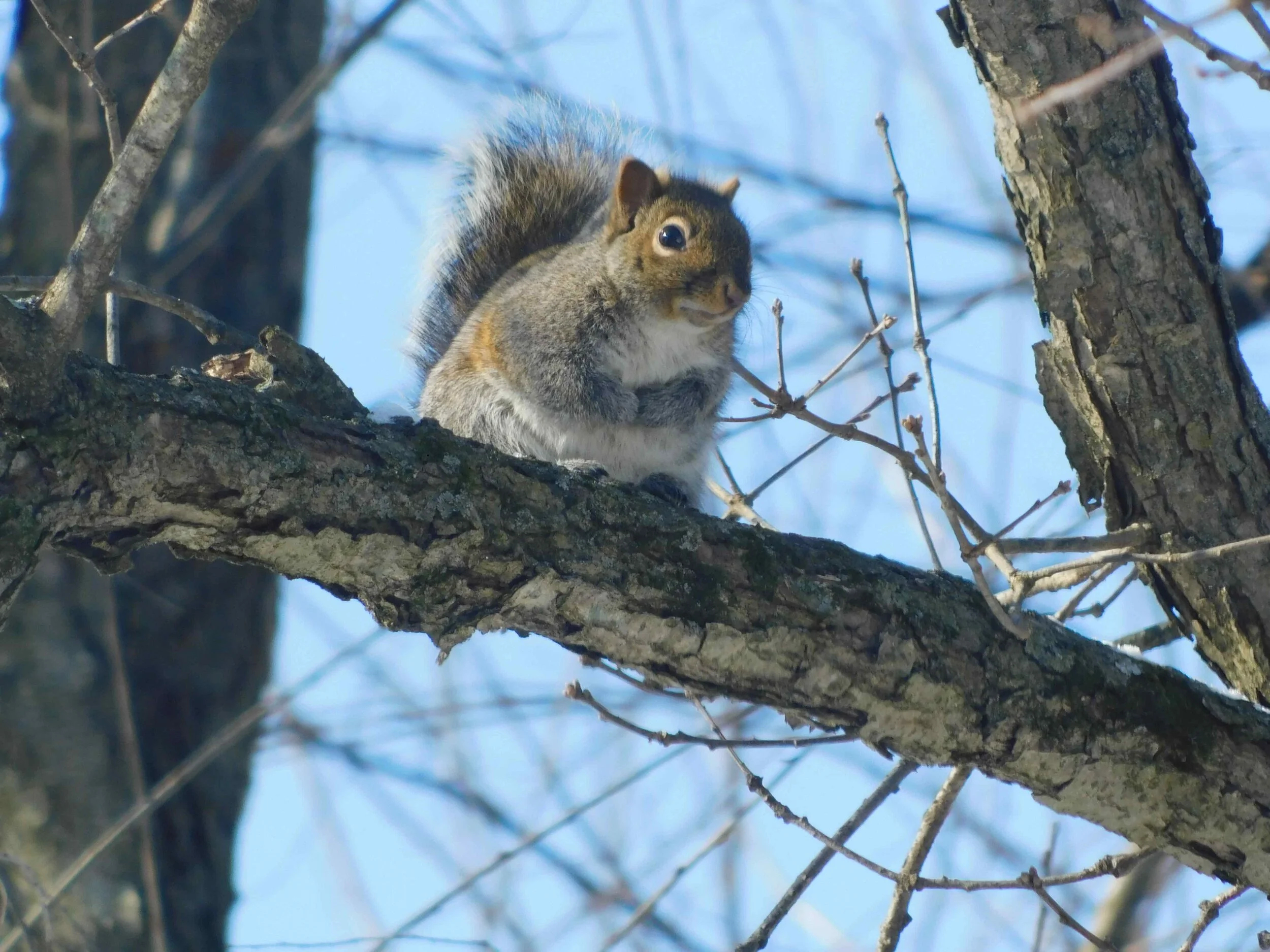Squirrel-Tree1.jpg