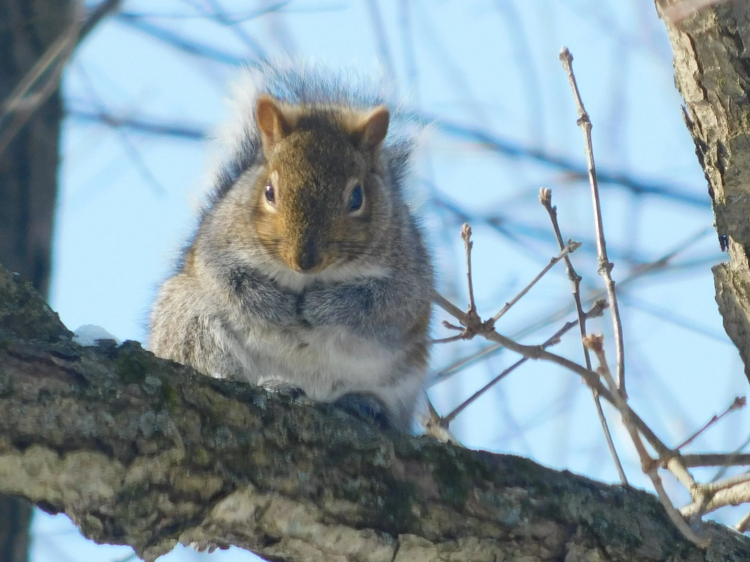 Squirreltrree4.jpg