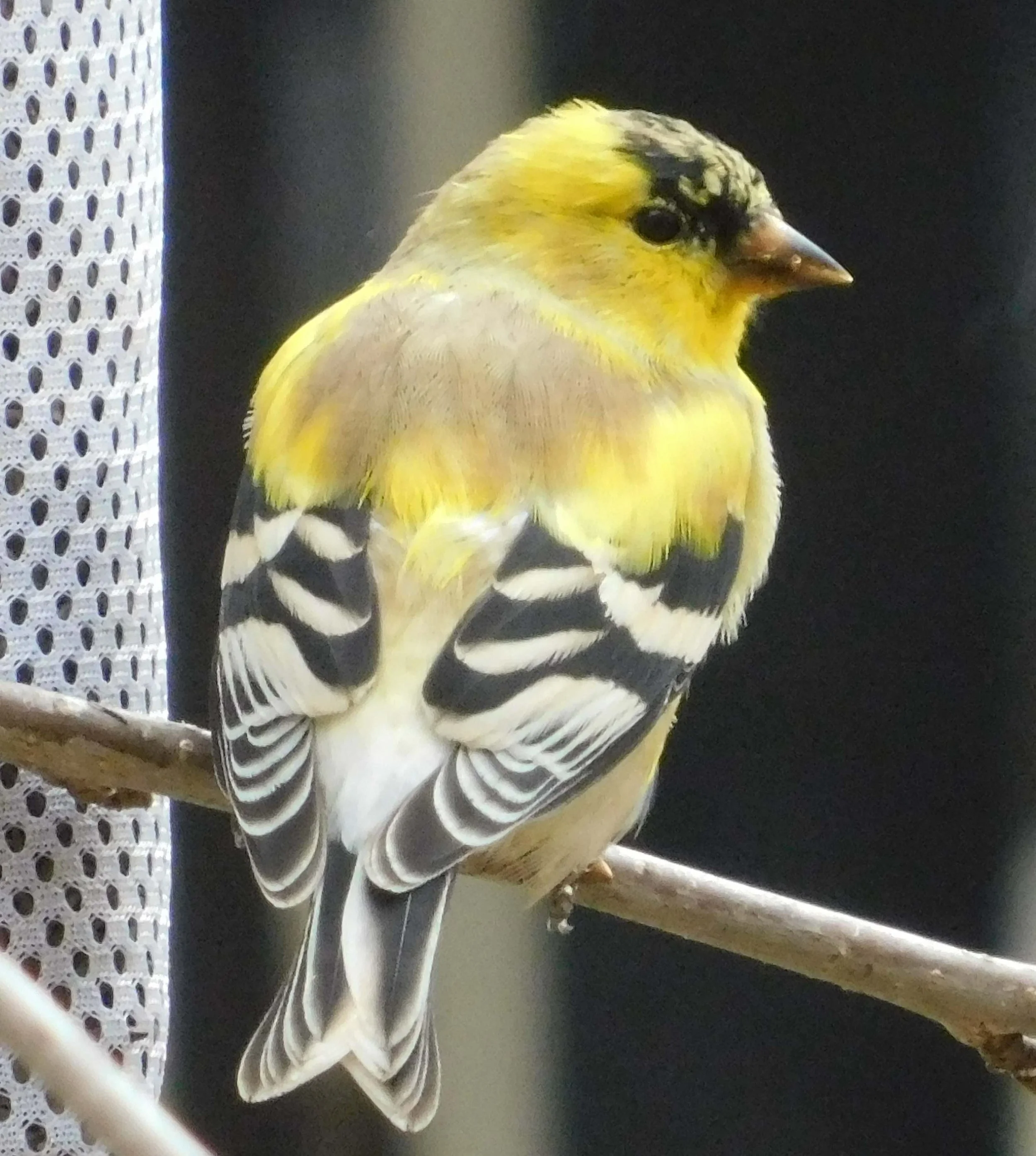 Finch7.jpg