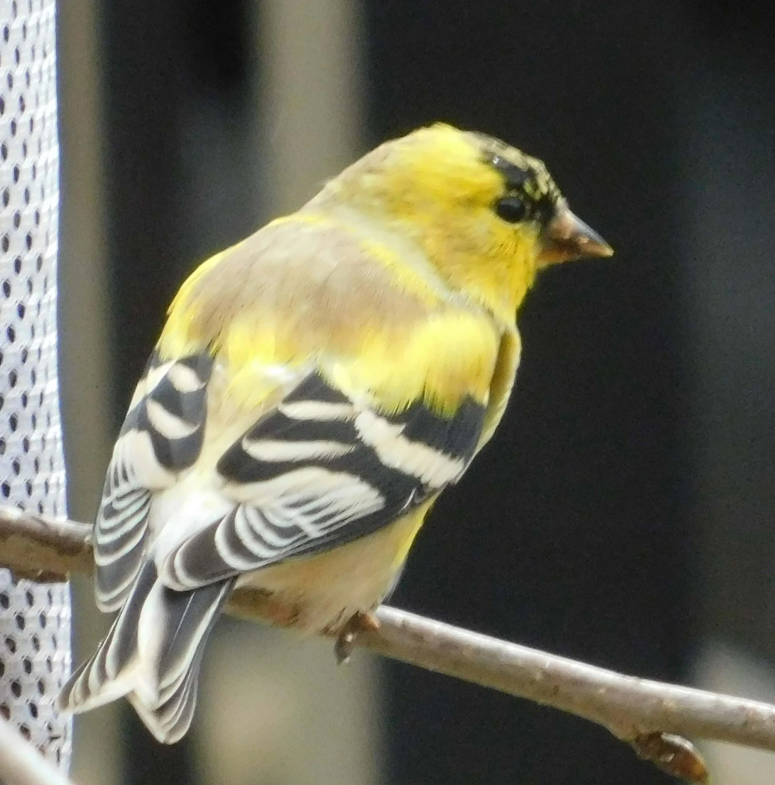 Finch5.jpg