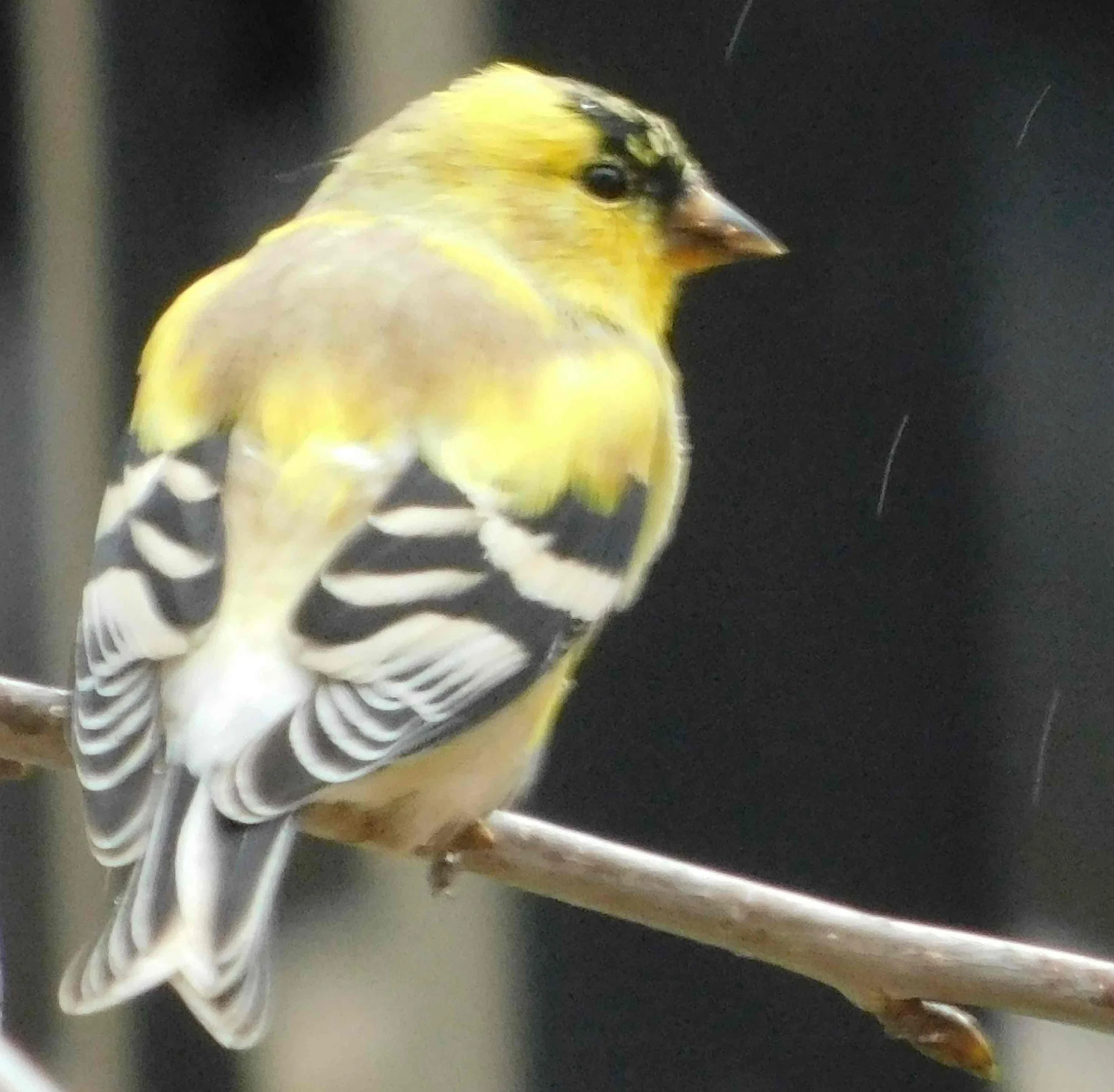 Finch4.jpg