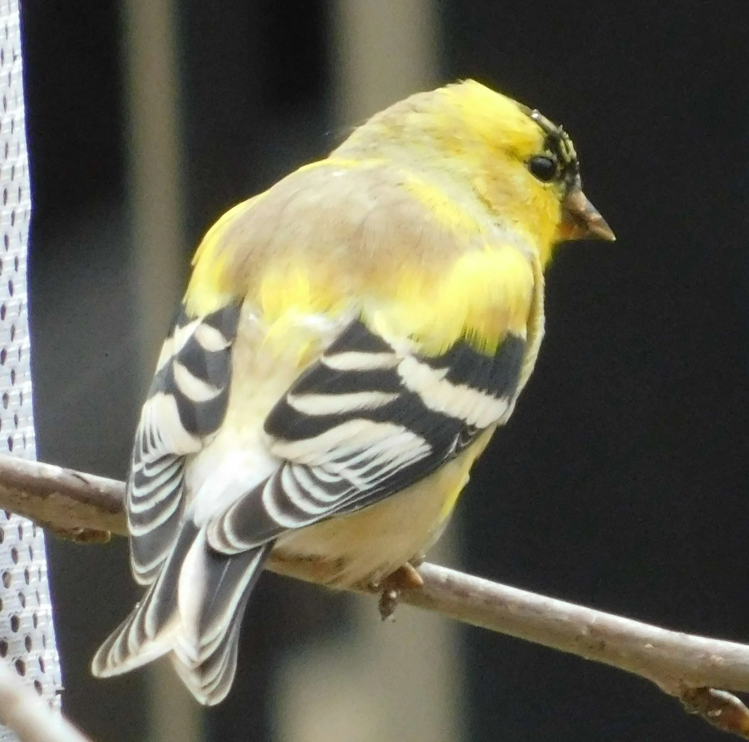 Finch2.jpg