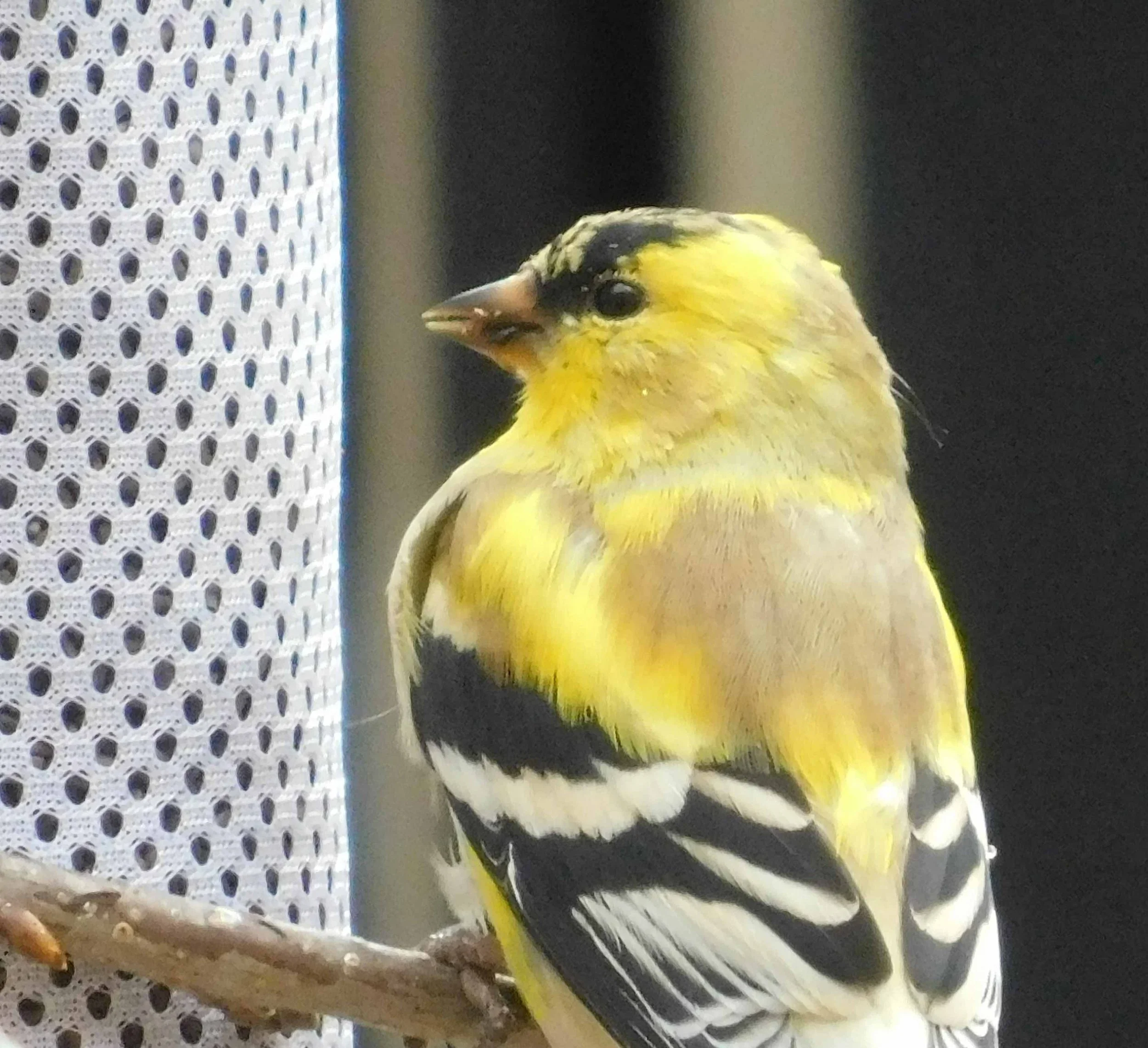 Finch1.jpg