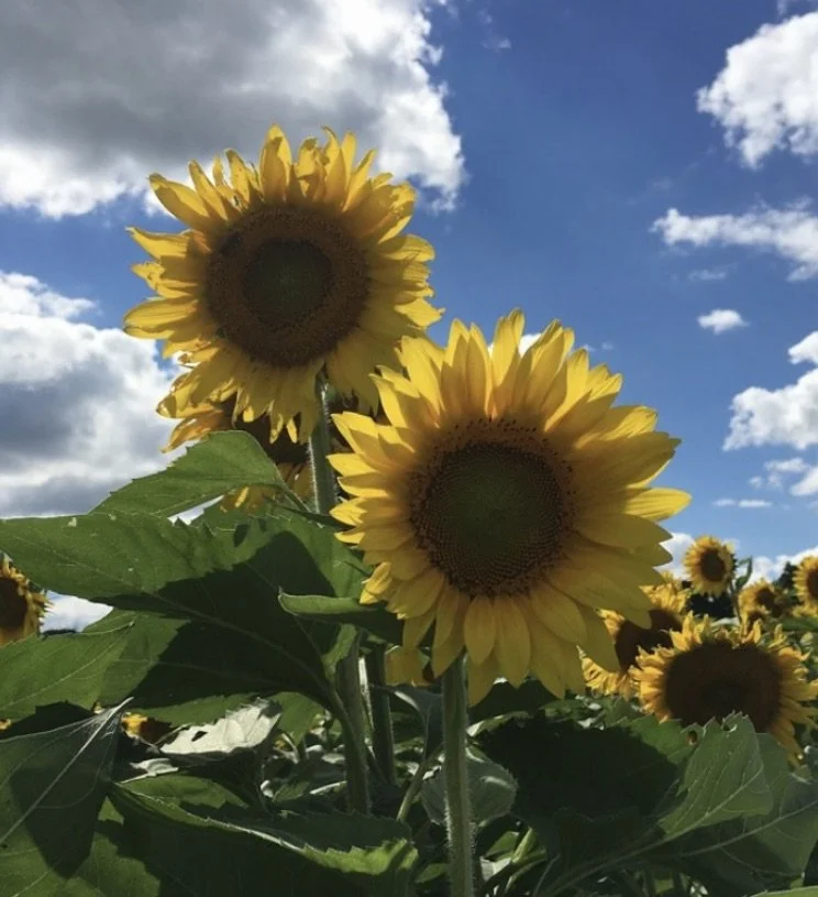 sunflower-Richmond IL.jpg