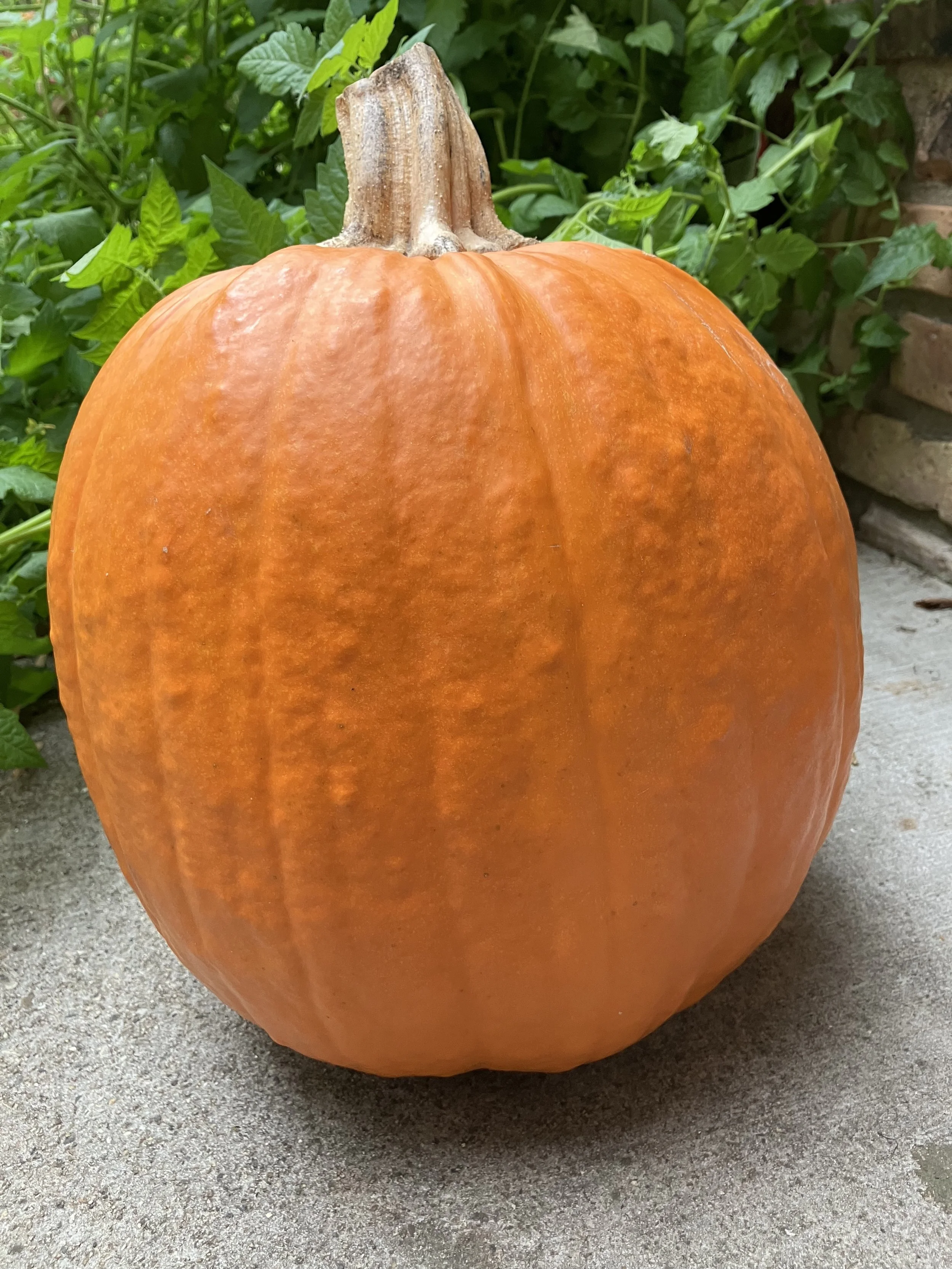 Saturday Morning Discoveries — Mike Barzacchini