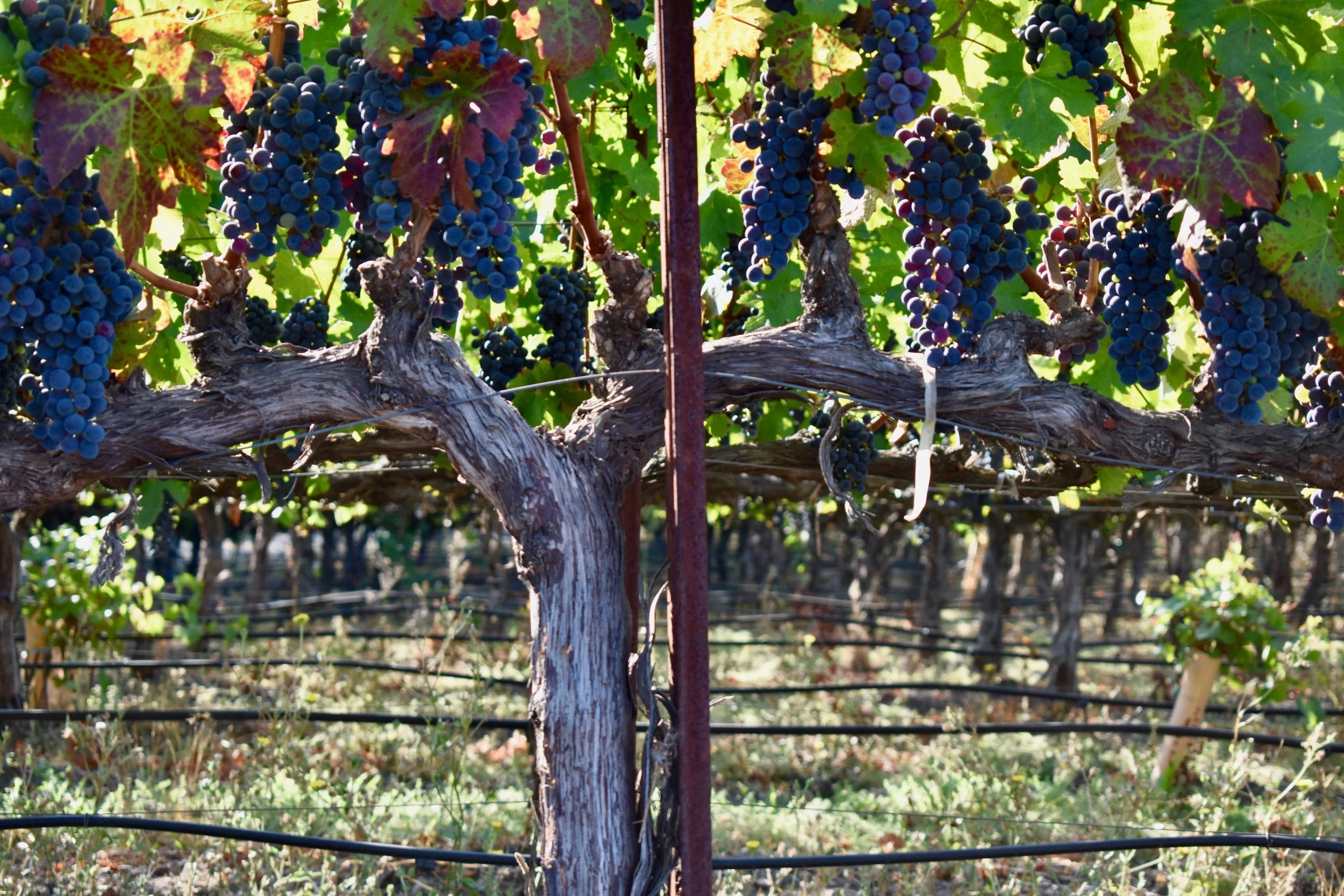 Juntos, con Cristo - Together, with Christ (video)