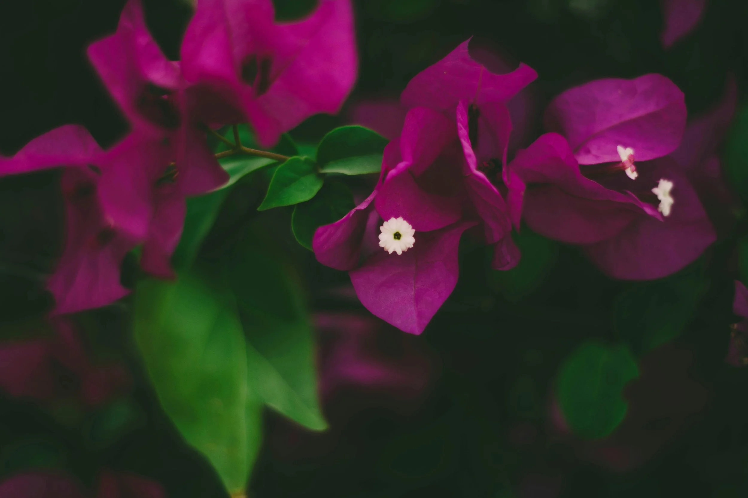 A Grandmother's Gift