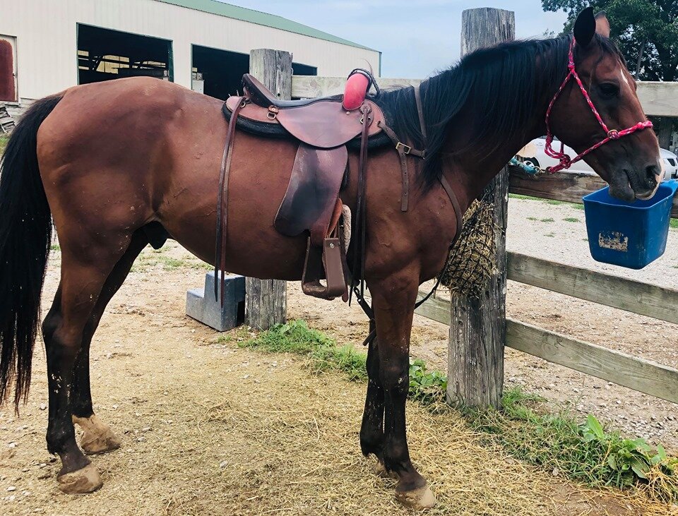 Adoptable Horses — Lakeview Horse Rescue
