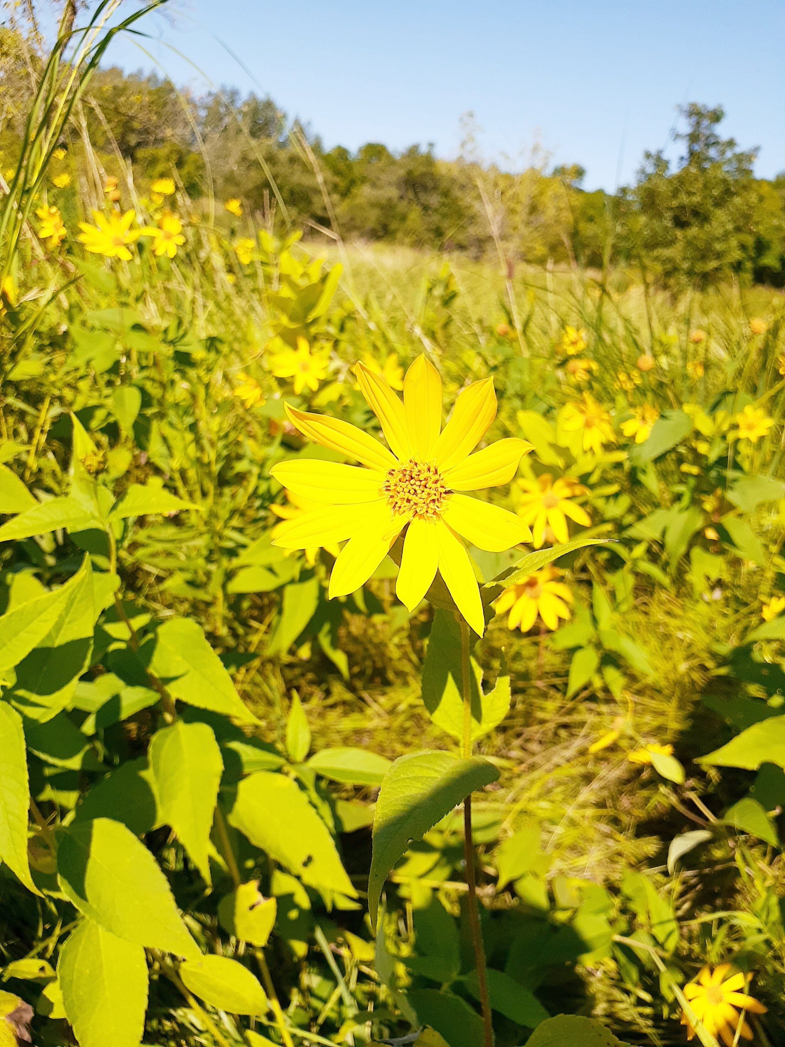 Tyler Carlson - flowering field.jpg