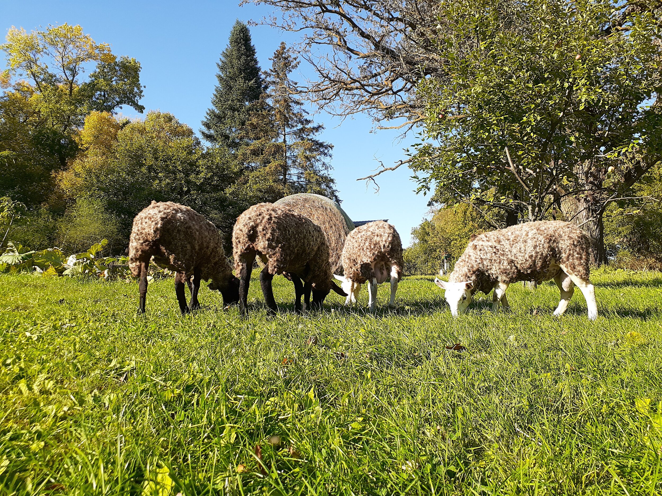 Tyler Carlson - lamb group.jpg