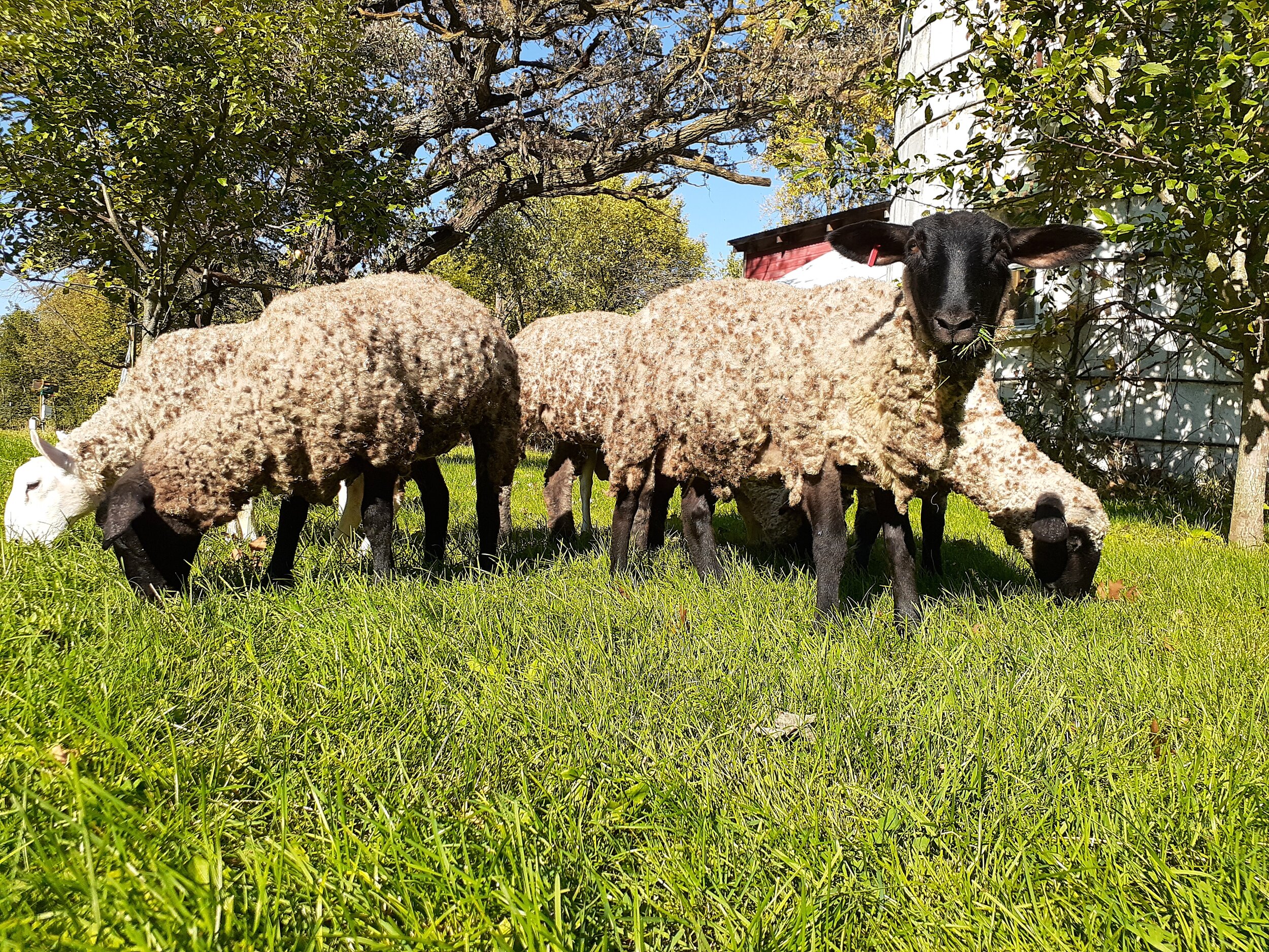 Tyler Carlson - lambs grazing yard.jpg