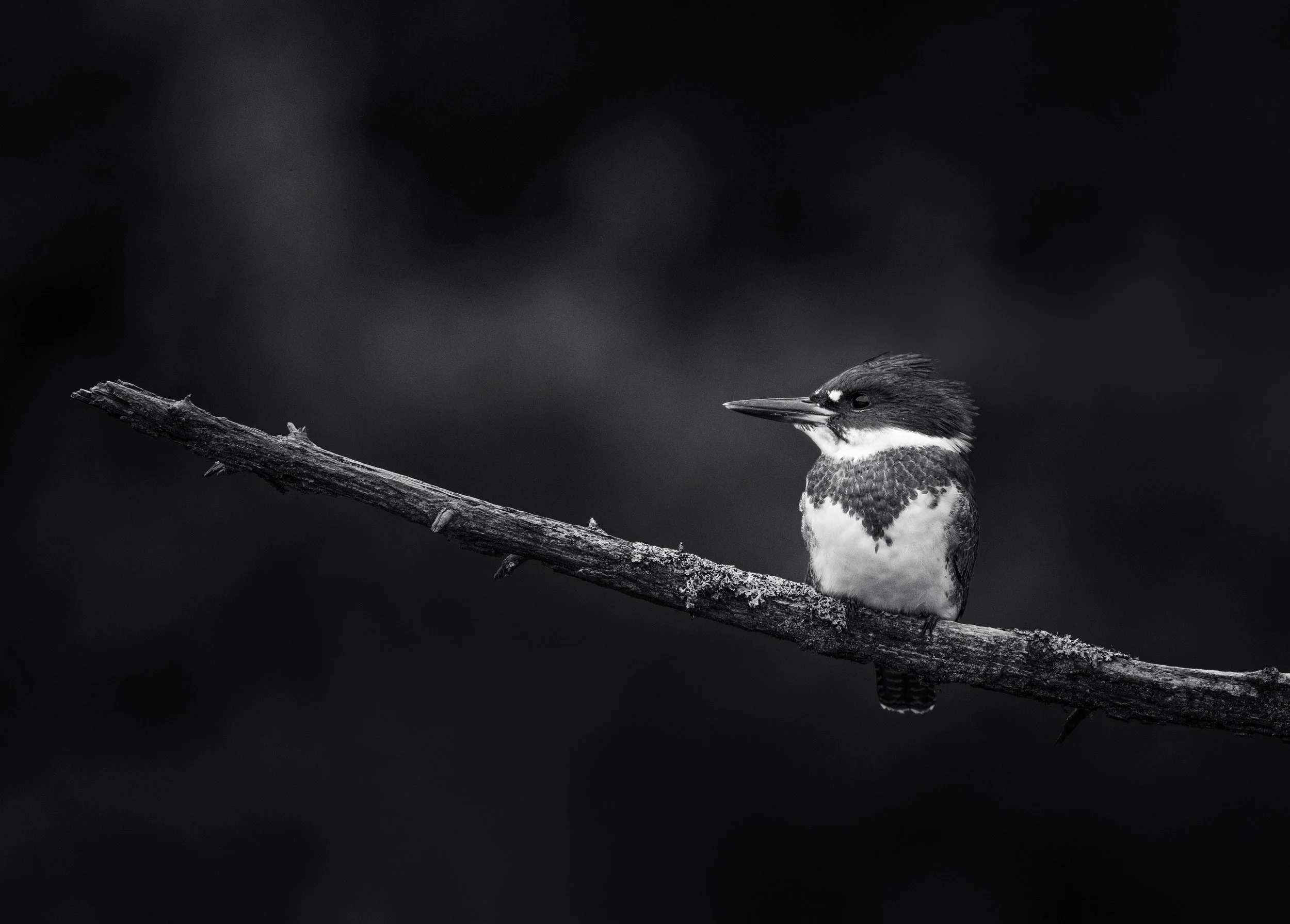  Juvenile belted kingfisher 2019 