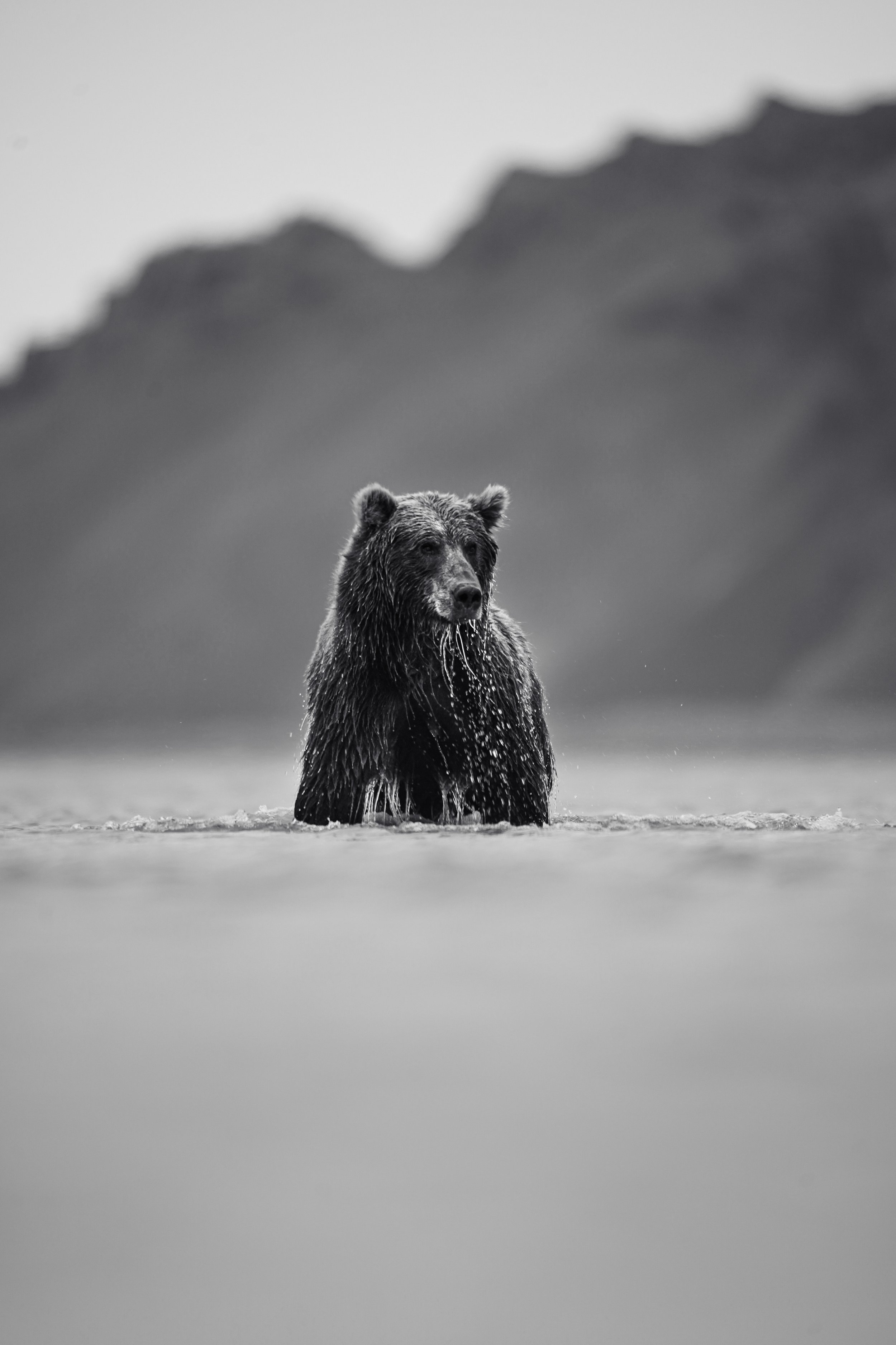 Summer Brown Bear 