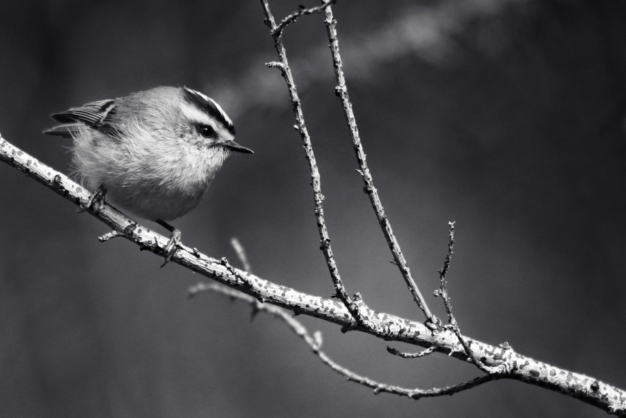 Golden-crowned Kinglet 
