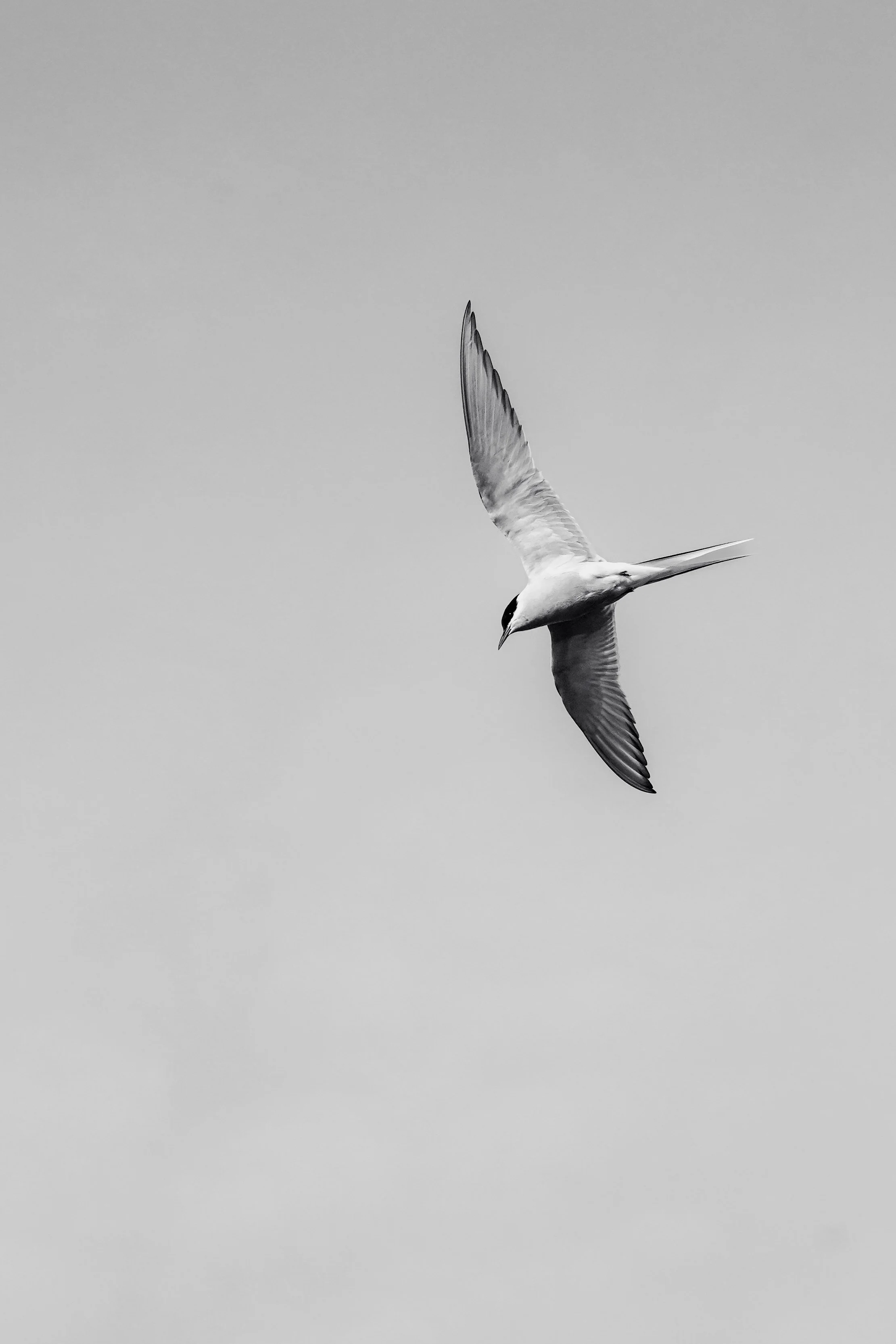 IMG_5341.jpeg