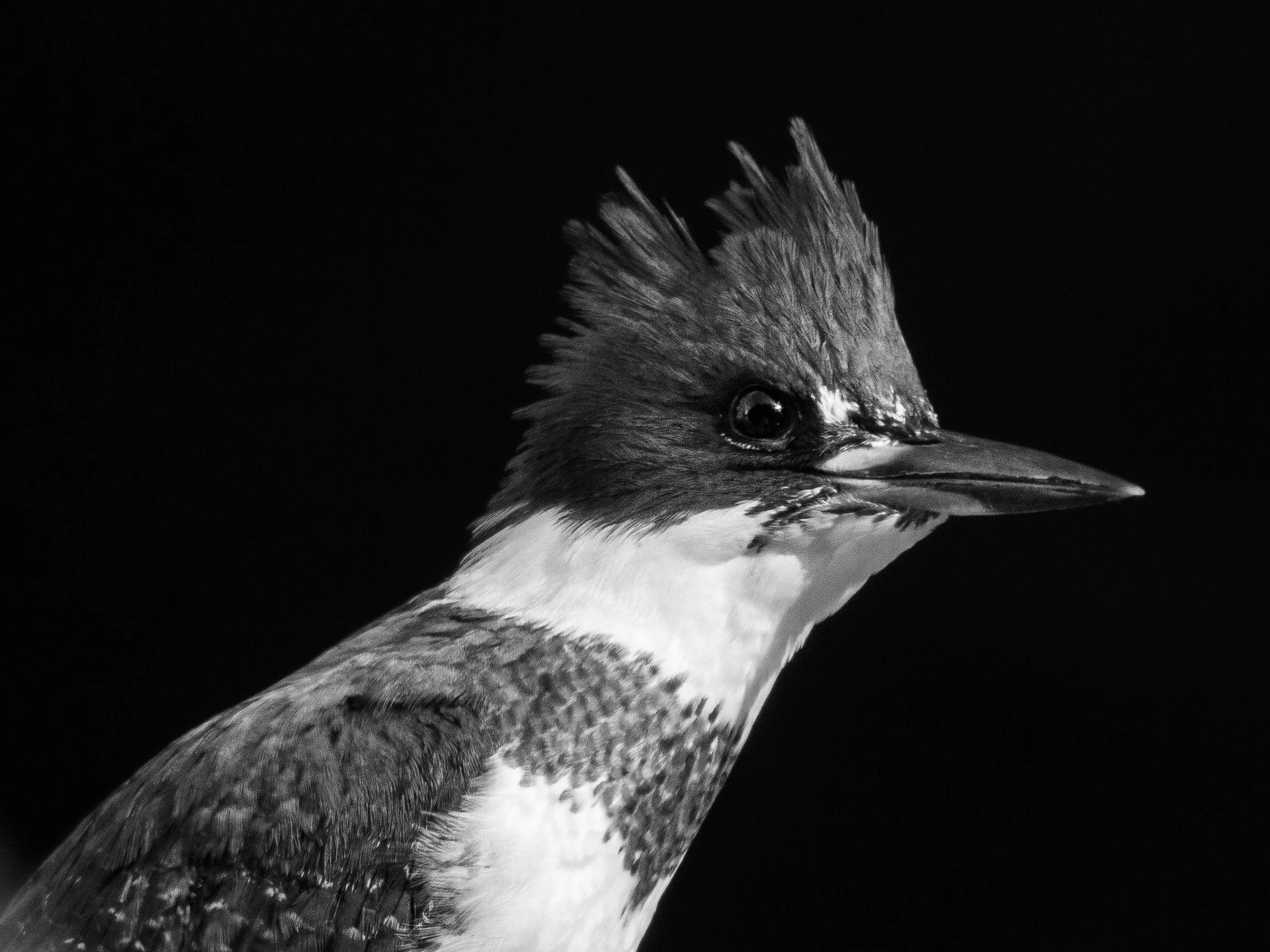IMG_7109+2.png