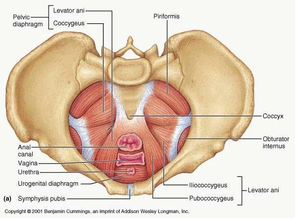 Obturator Internus Pelvic Floor Pain