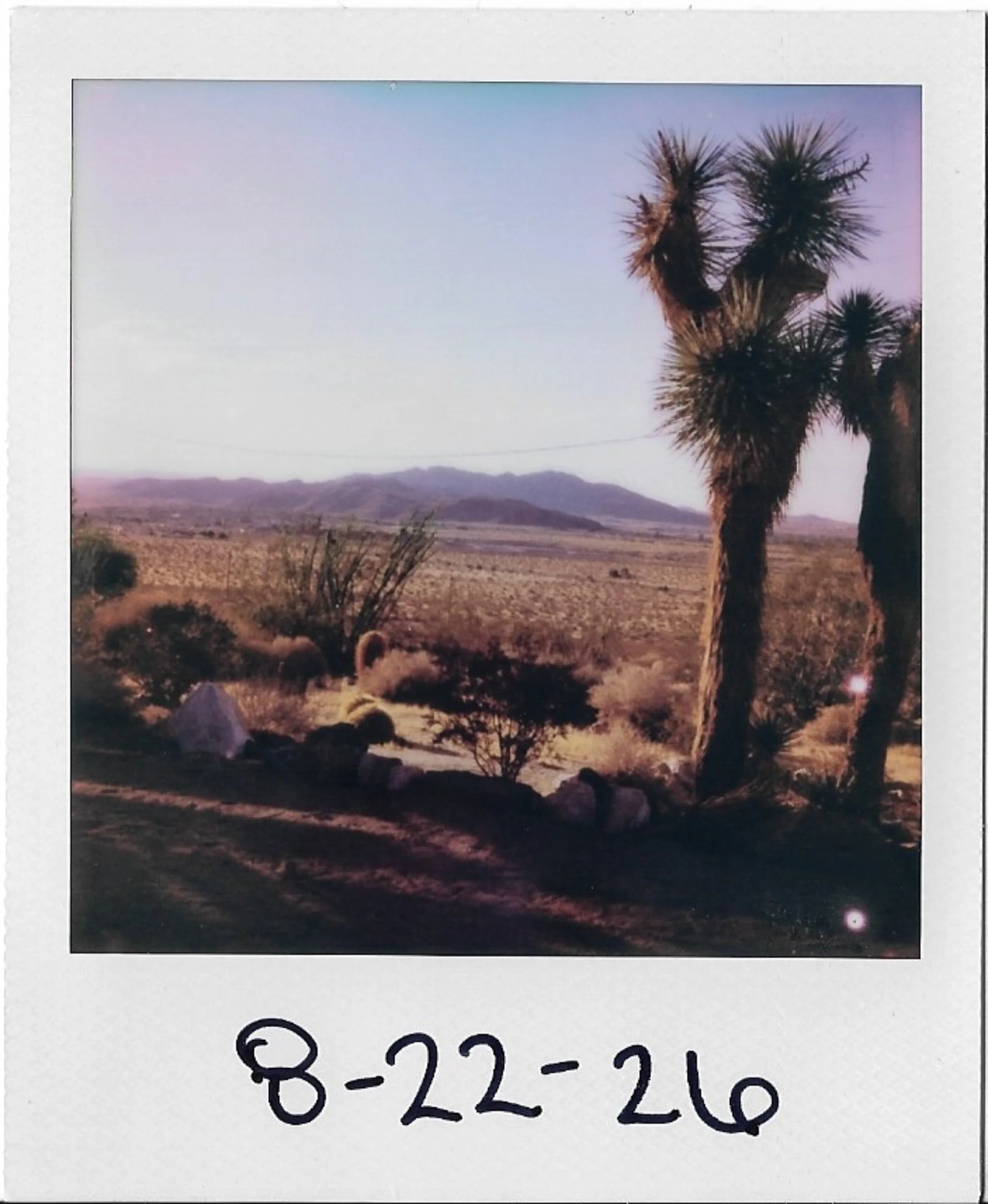 A desert landscape at dusk with a Joshua tree in the foreground, mountains in the distance, and a partially visible price tag with handwritten numbers.