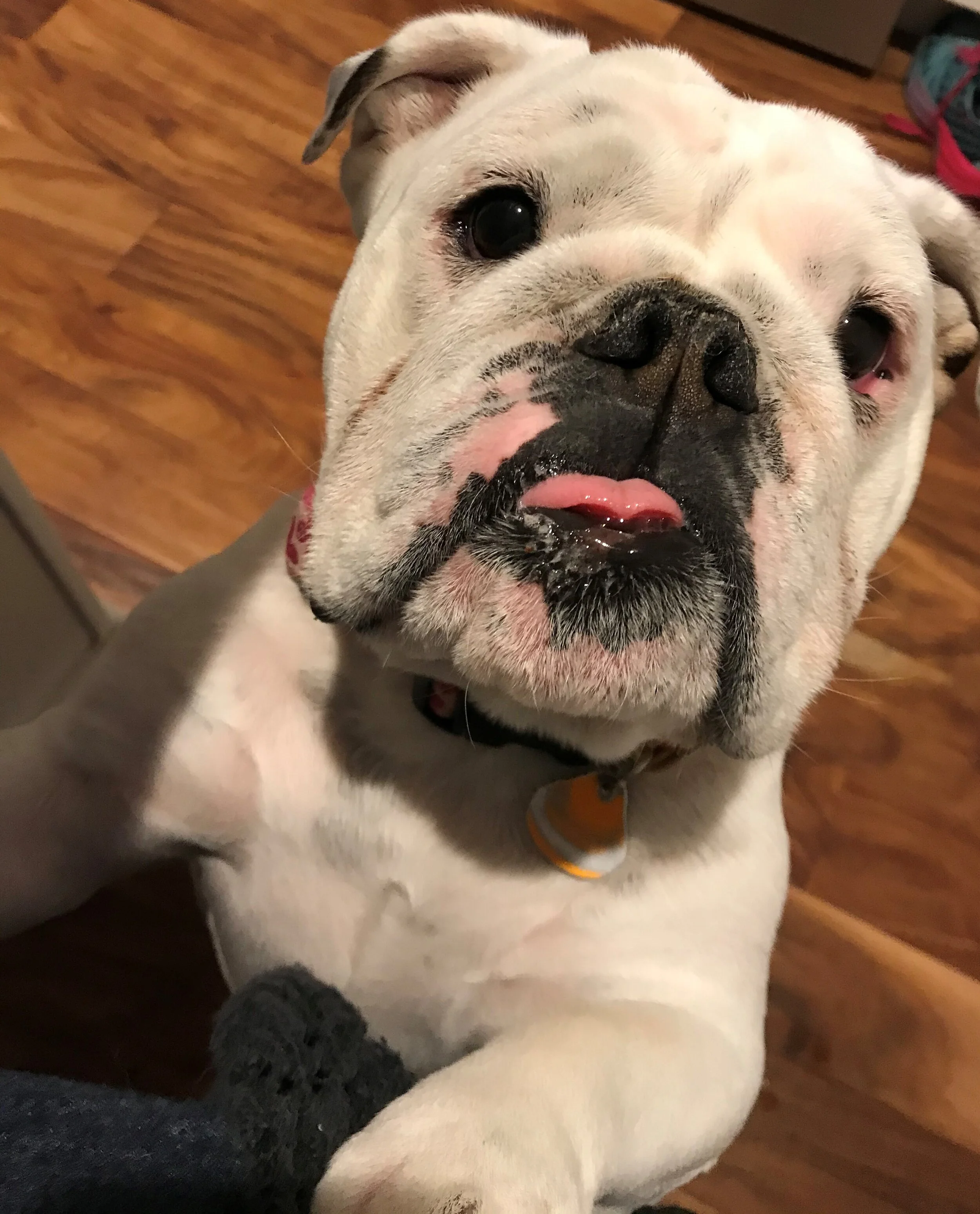 Penny.jpg
