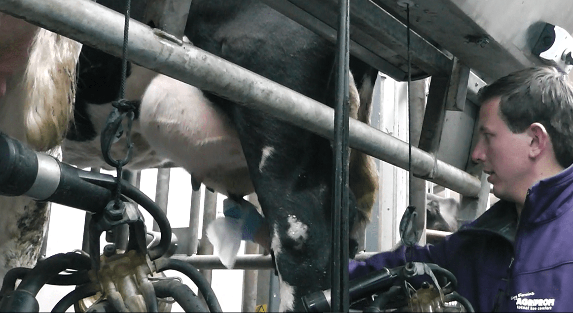 Dairy Farm Cow udder  teat wipes 250 microfibre cloths 40x40cm Machine wash 