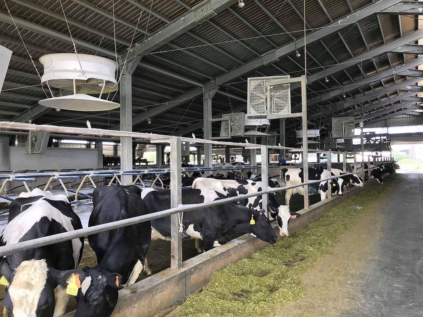 Bye bye humidity 👋🏻 
Chose the right environment for your dairy! Our climate control system directs the air over and under the herd to ensure #cooling, insect #control, dry #bedding and #cowcomfort.
#dairydoneright #agriculture #futurefarming #sust