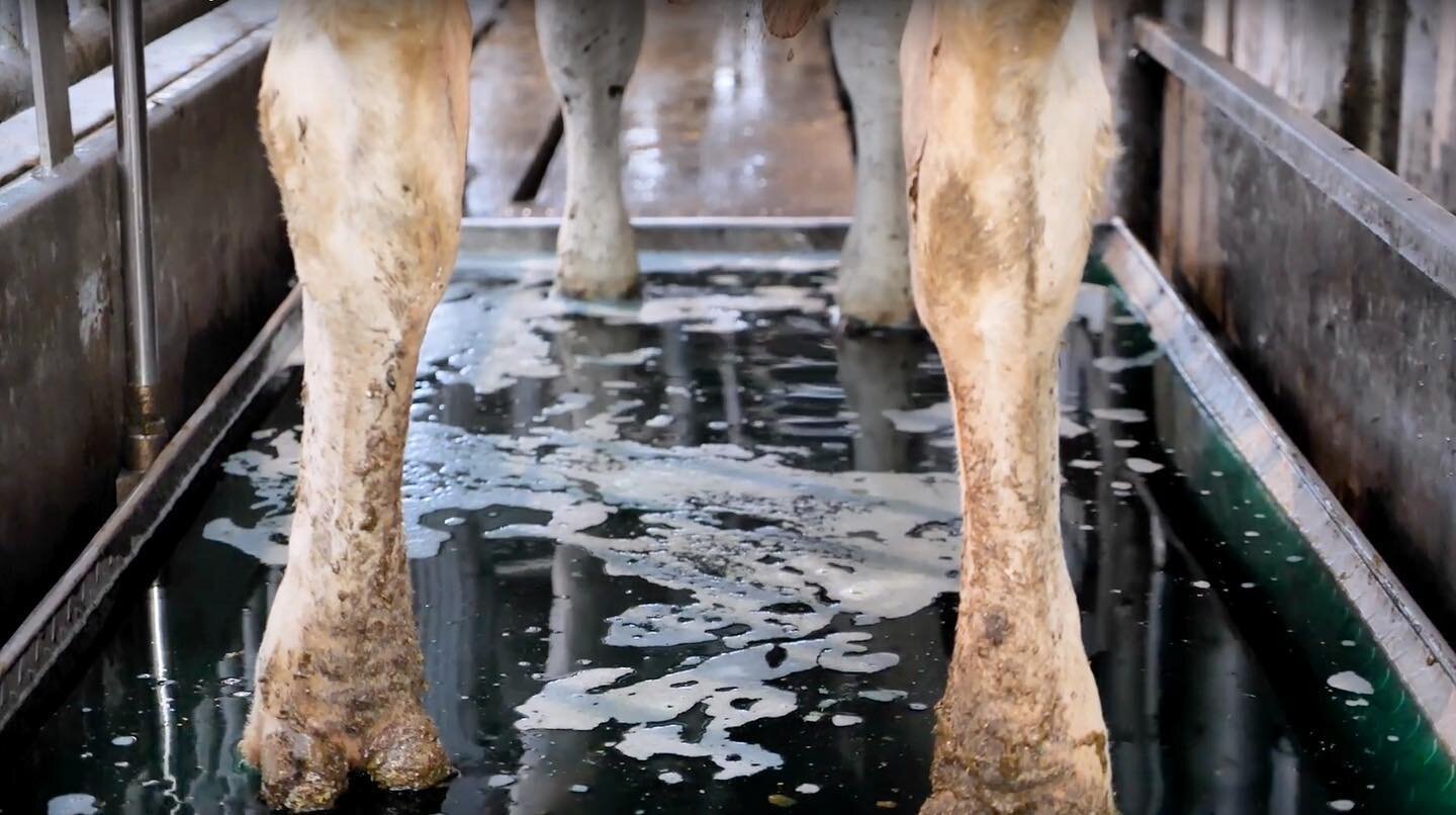 Our automatic foot bath in action! An easy tool to improve #hygiene in every barn! #cowcomfort #hygiene #animalwelfare #dairydoneright #agriculture #futurefarming #sustainability #cowsofinstagram #agro #cowstagram #undeniablydairy #dairyasia #dairy #