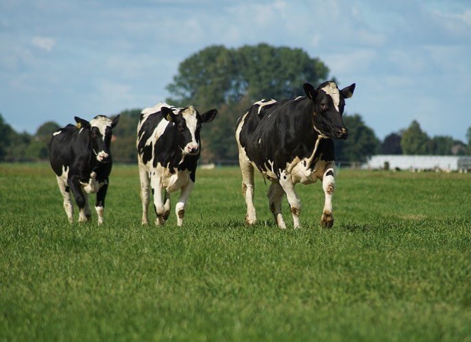 Happy Mother&rsquo;s Day to all the 2 and 4 legged mamas out there✨ #agripromasia #cowcomfort #welovecows #happycows #cowsofinstagram #cowstagram #cowlife #agriculturelife #dairyasia #agricultureasia #farmlife #farming #mothersday #milk #milkcow #cow