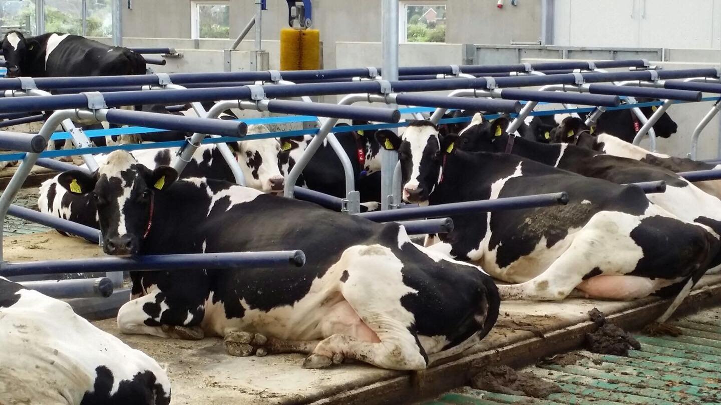 The cows enjoying our Release&trade; Flexible Freestall and comfortable Agriflex mattress 🐄 #agripromasia #cowcomfort #animalwelfare #dairydoneright #agriculture #futurefarming #sustainability #cowsofinstagram #cowcontent #cowstagram #undeniablydair