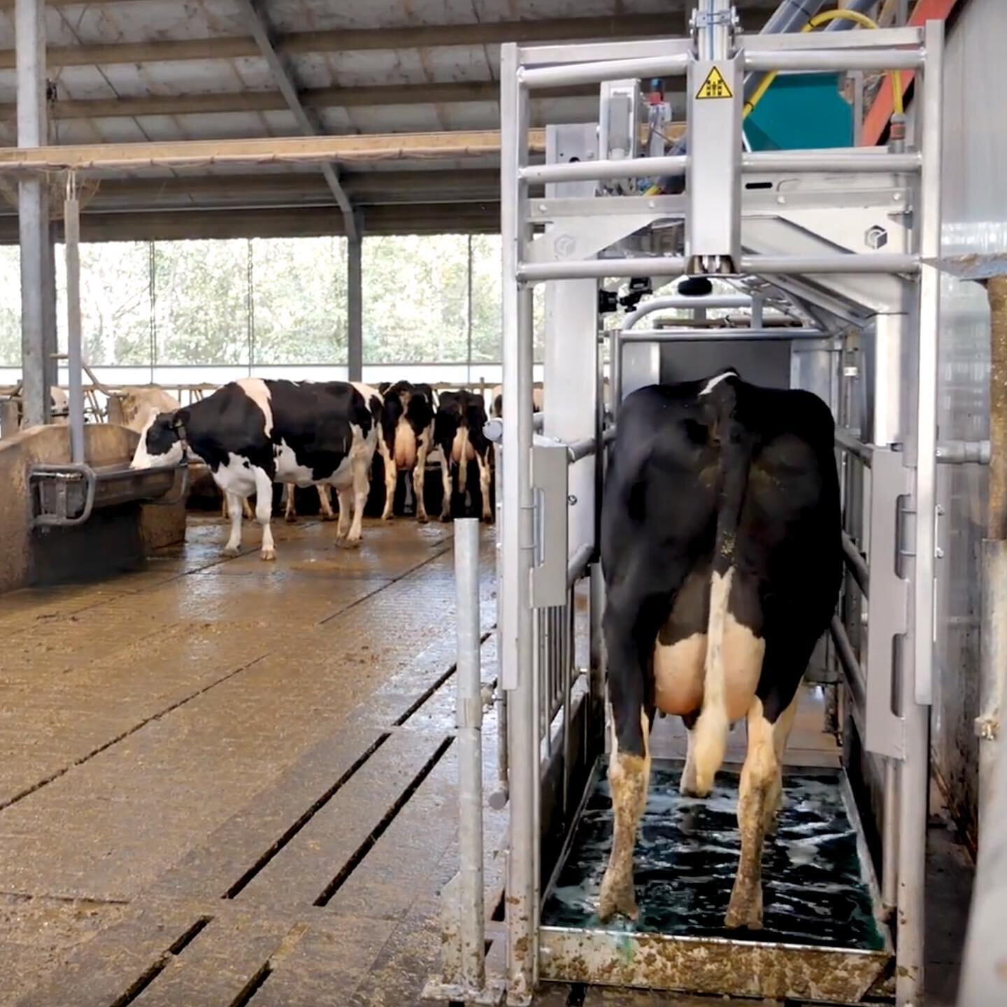 Automatic claw care 🧼 The cows can walk in whenever they want and freshen up their feet- no disturbance of traffic 👏🏻 #cowcomfort #hygiene #animalwelfare #dairydoneright #agriculture #futurefarming #sustainability #cowsofinstagram #agro #cowstagra