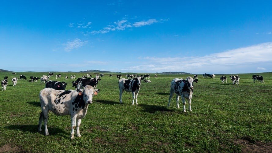 Supplementing cows on pasture 🌱
While the ladies enjoy summer on fresh pasture, the right supplements are essential to avoid falling production rates.

Pasture-based dairy systems are often perceived as the most &quot;natural&quot; method. However c
