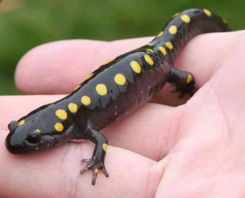 Yellow spotted salamamder