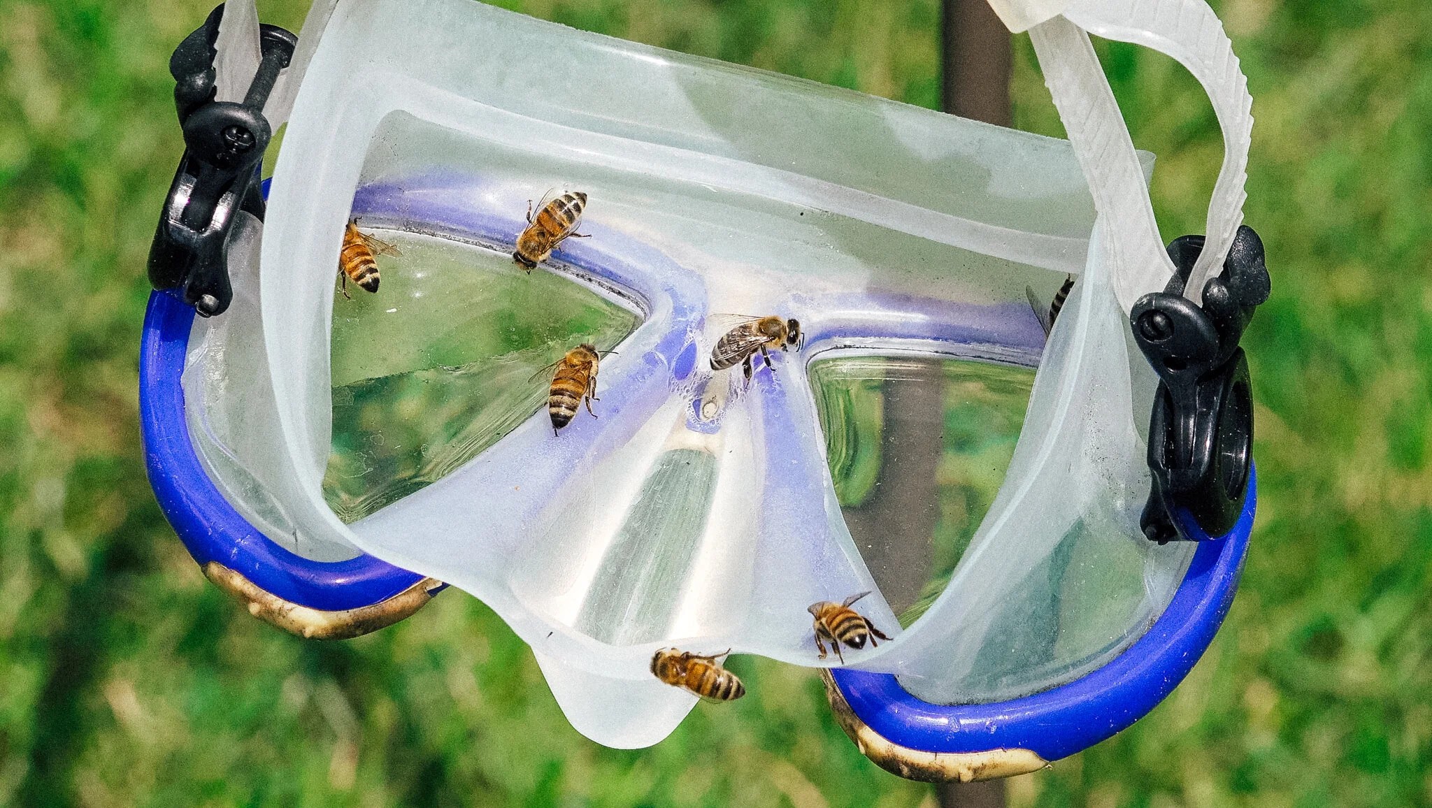 Scuba mask filled with water, suspended from the ground 3 feet feeding happy honey bees