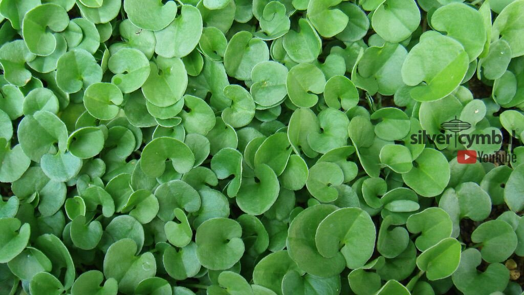 WEEDS — silver cymbal