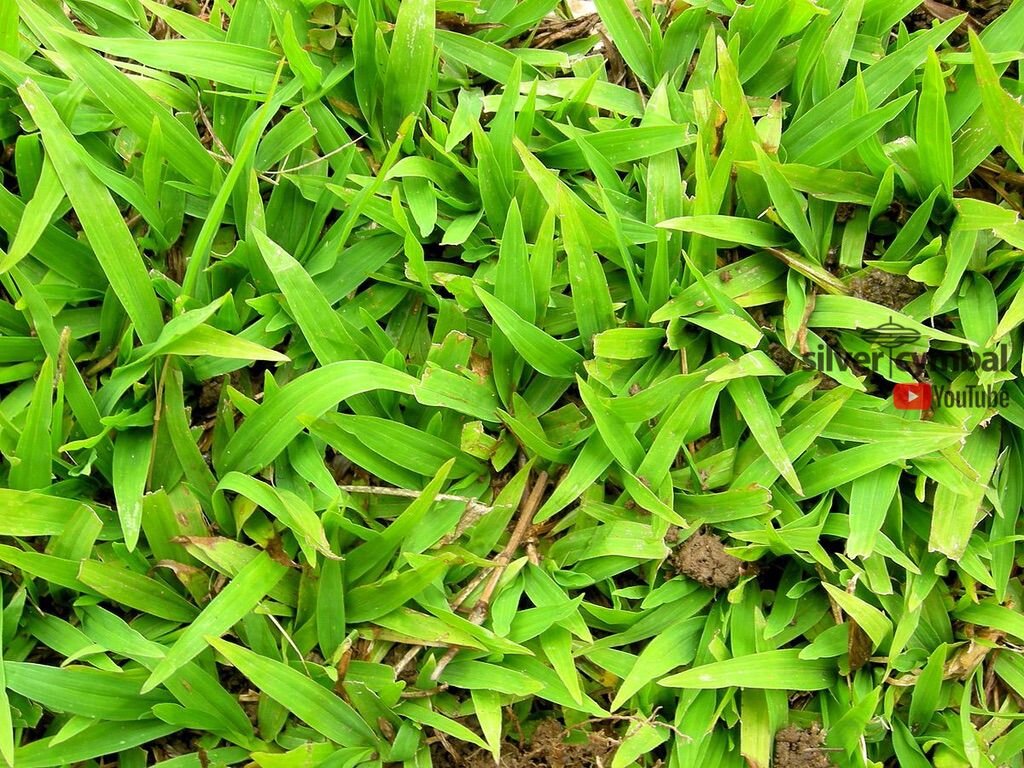 WEEDS — silver cymbal