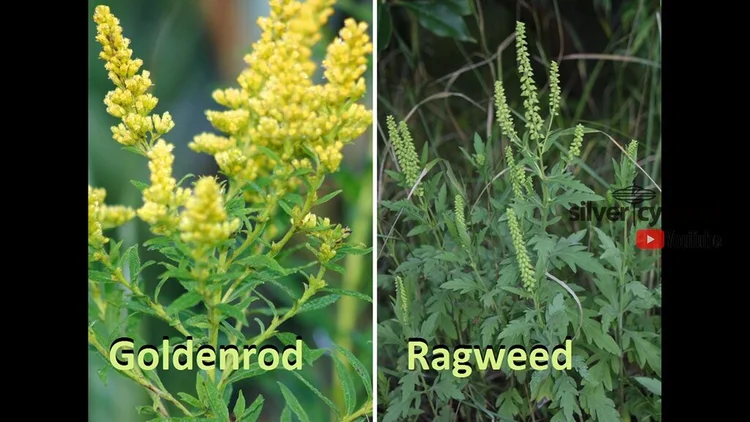 RAGWEED &amp; GOLDENROD