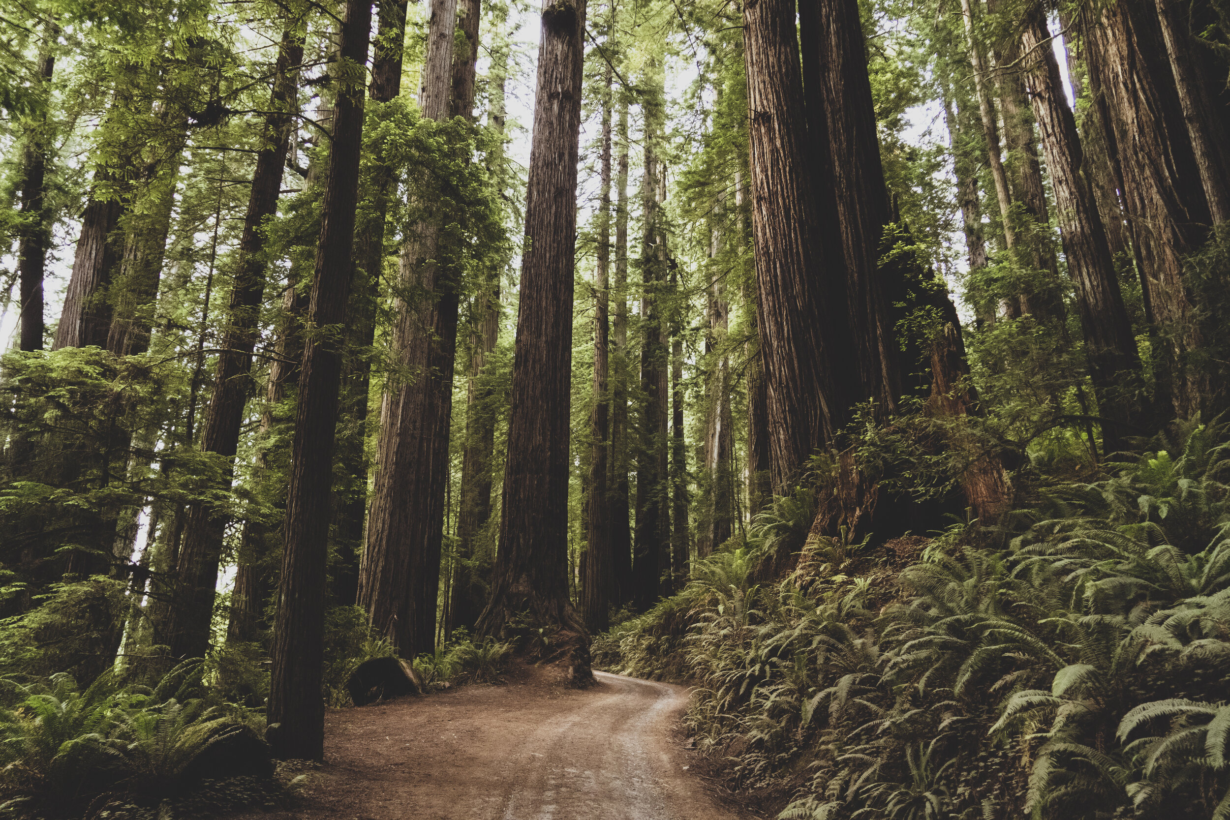 Redwood Forest