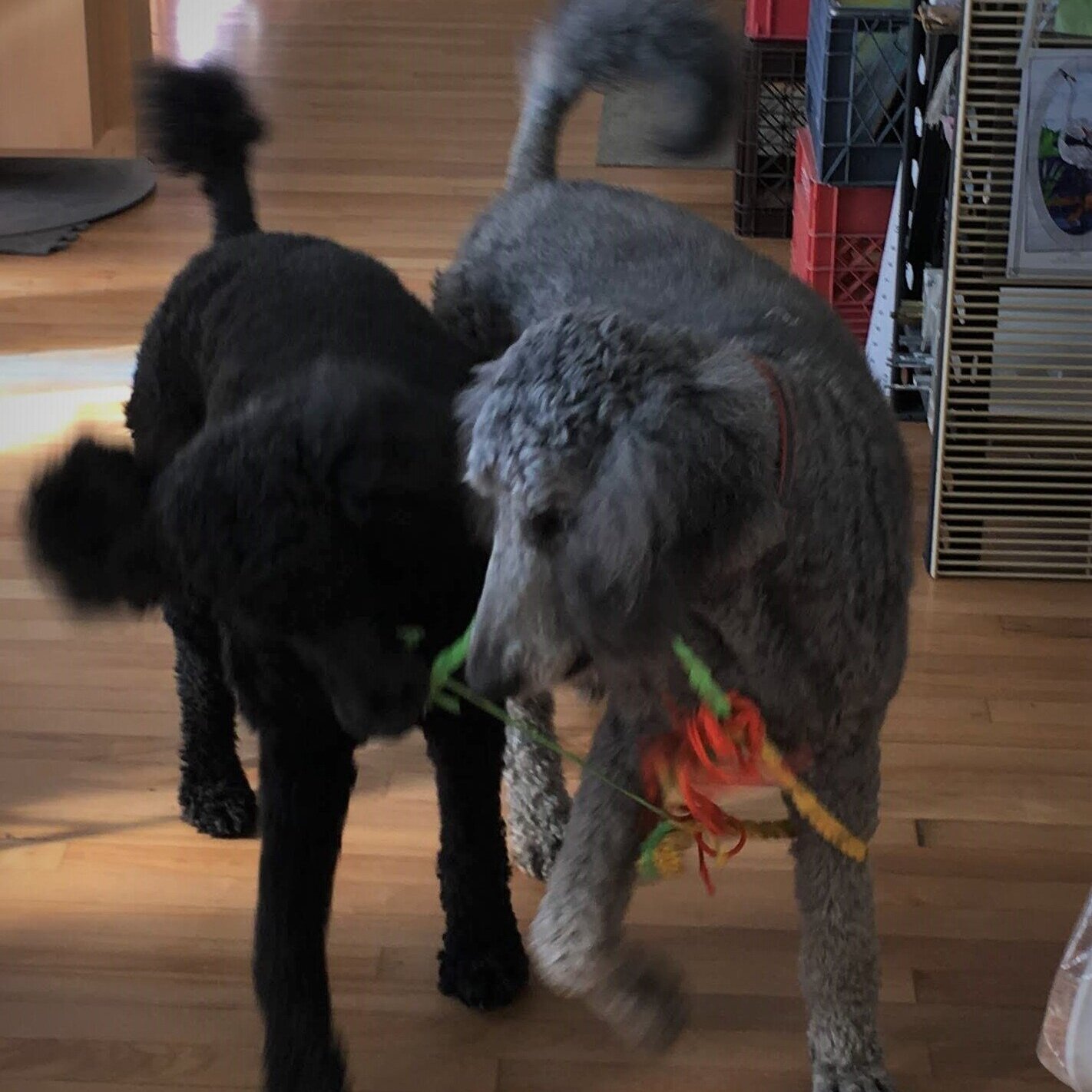 Matilda+and+Darrin+playing+like+pups+and+tearing+up+toys.jpg