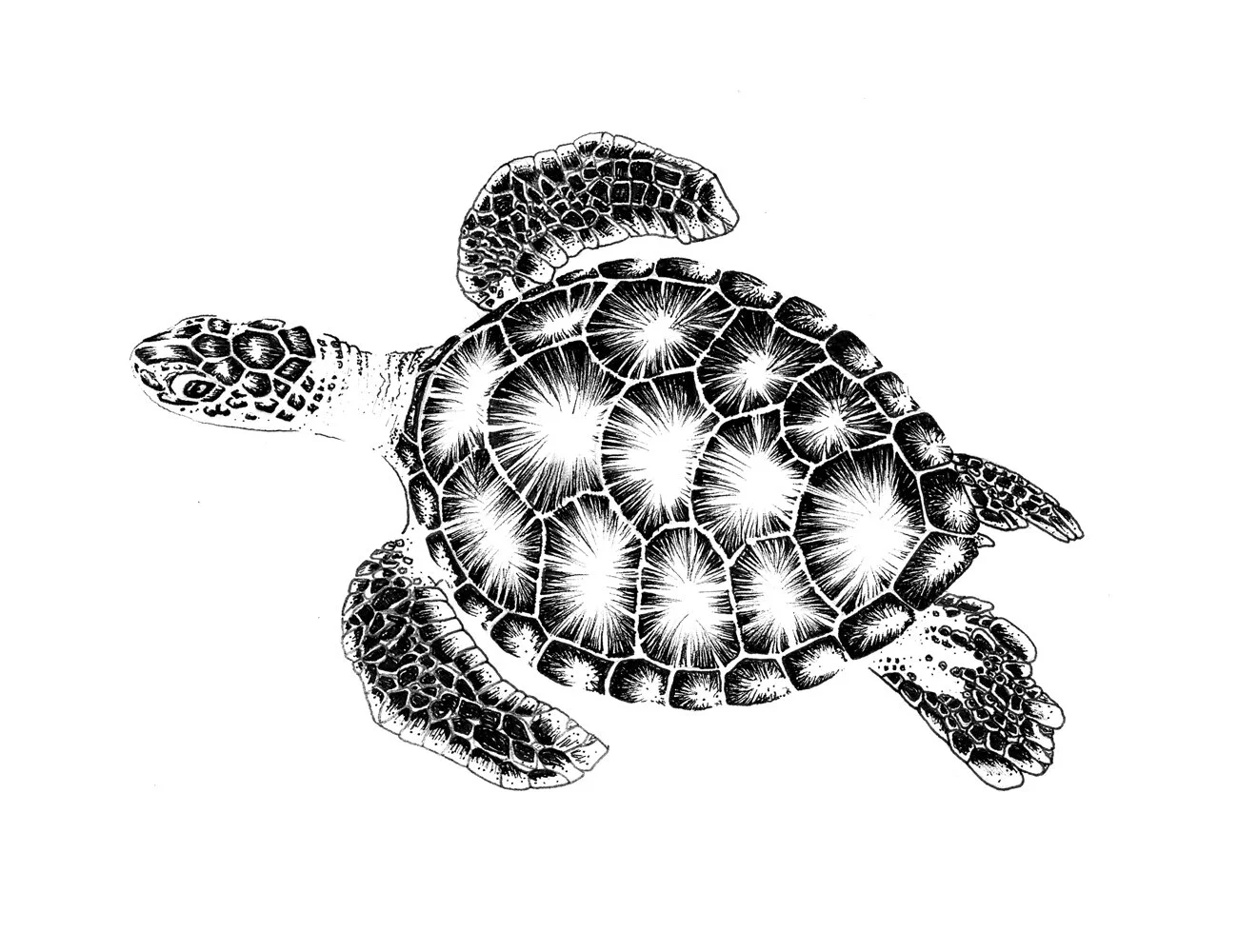 Turtle_web preview.jpg