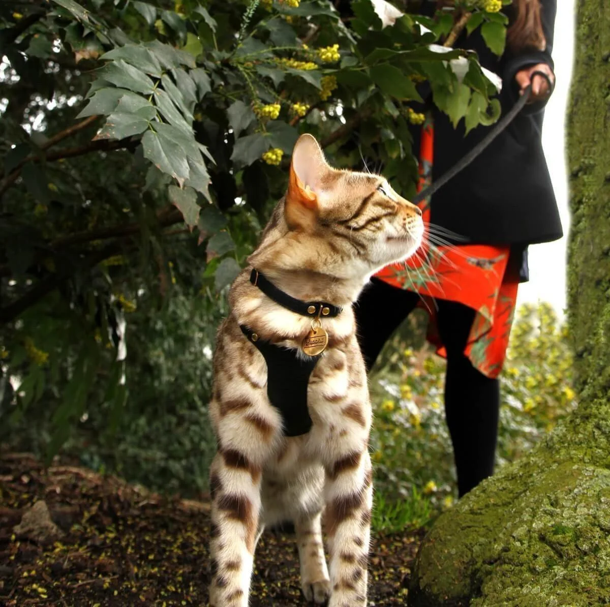 supakit cat collar