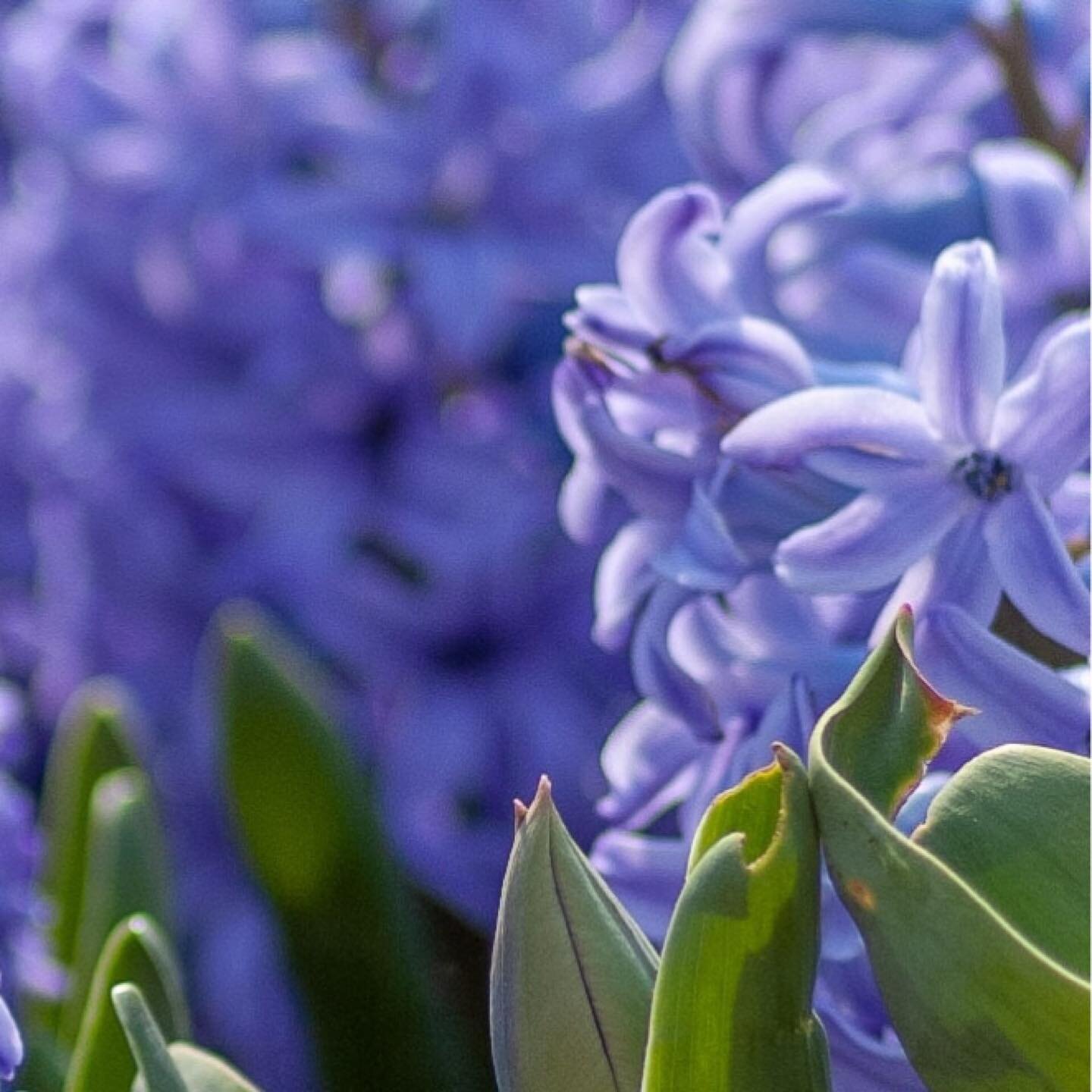 Hyacinthus was beautiful and admired by the God Apollo and the west wind Zephyros. Hyacinthus chose Apollo over Zephyros. He was killed while practicing throwing a discus. Some say Apollo threw his discus so hard that it killed Hyacinthus when he tri