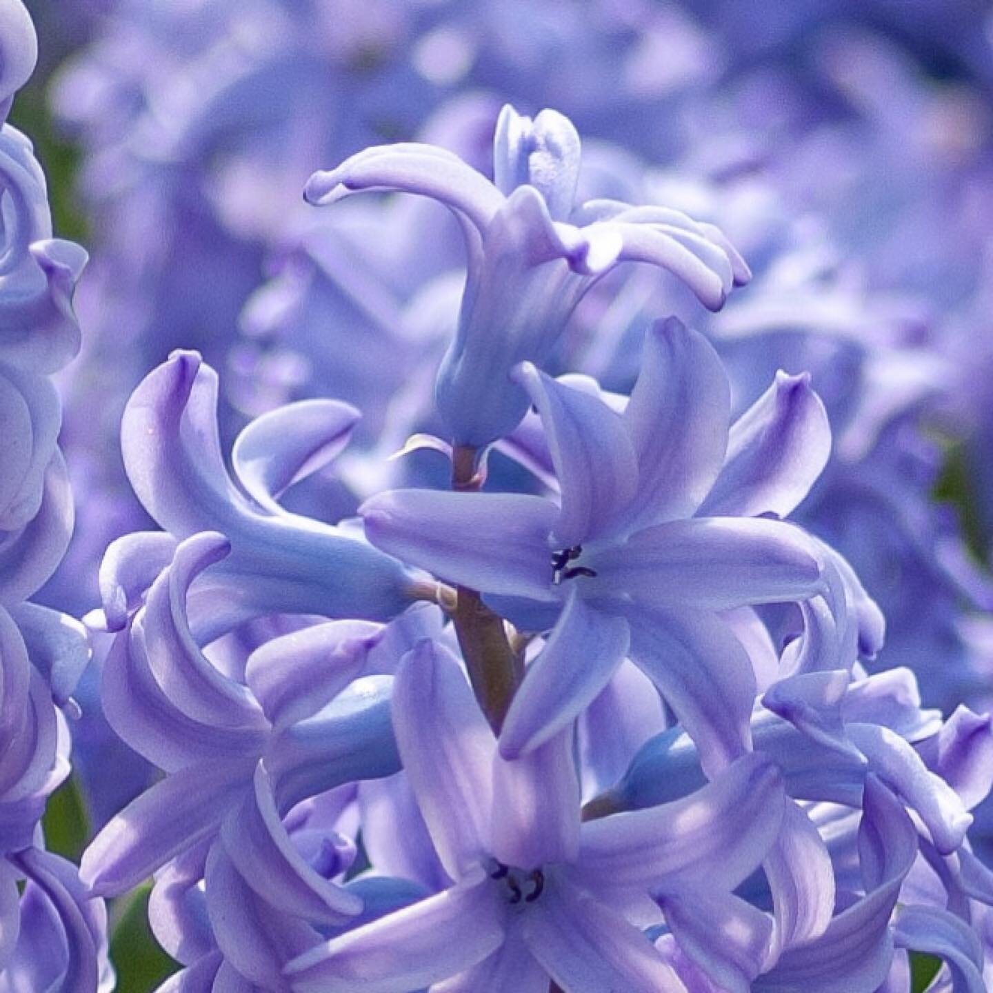 Handling hyacinth bulbs can cause mild skin irritation because they contain oxalic acid. Oxalic acid is commonly used in laundries as an acid rinse effective in removing rust stains. Protective gloves are recommended.
⠀⠀⠀⠀⠀⠀⠀⠀⠀⠀⠀⠀ ⠀⠀⠀⠀⠀⠀⠀⠀⠀⠀⠀⠀
⠀⠀⠀⠀⠀⠀